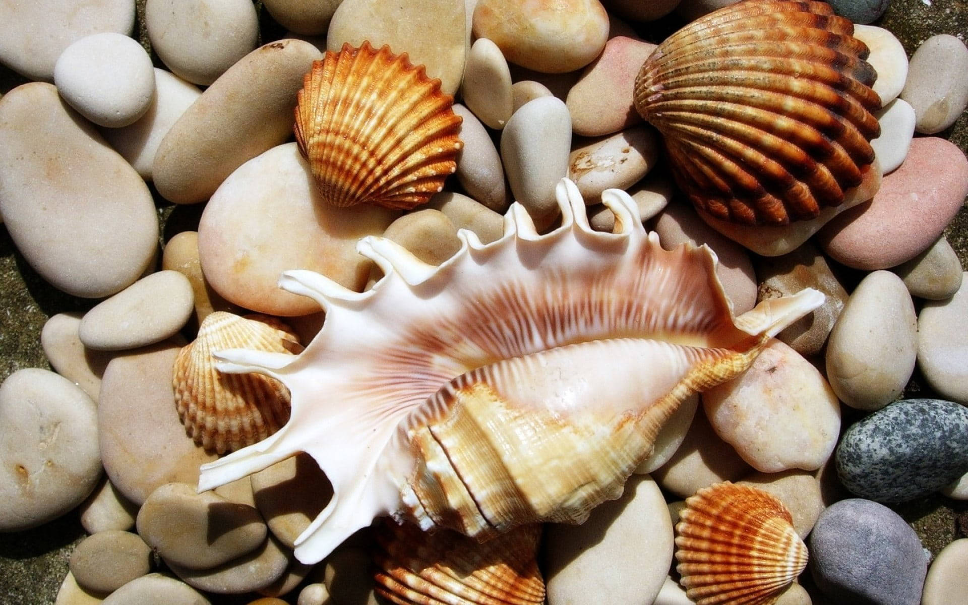 scallops, conch shells, pebbles, Full HD Desktop Wallpaper