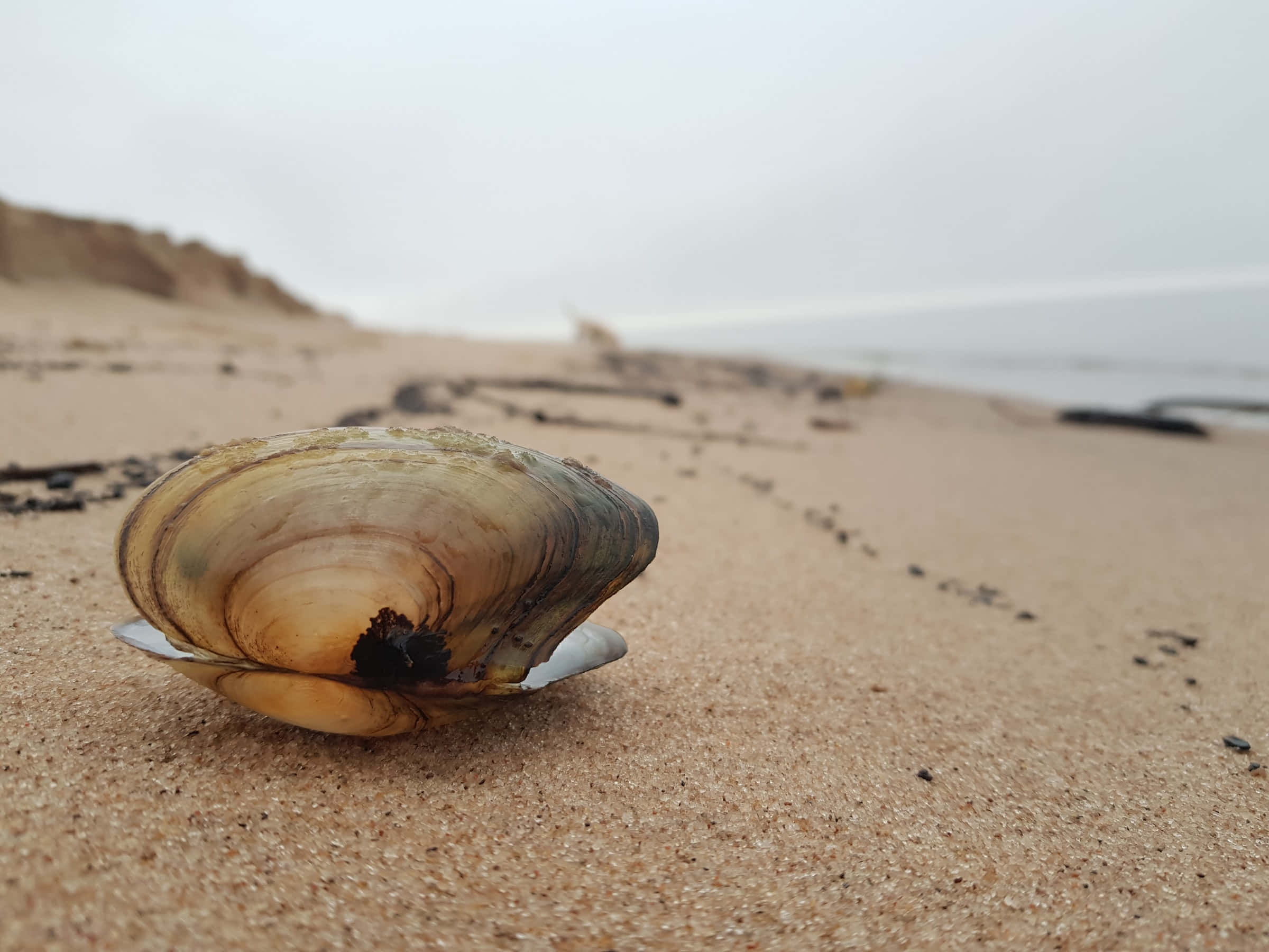 clam seashell, beach, damp sand, Full HD Desktop Wallpaper