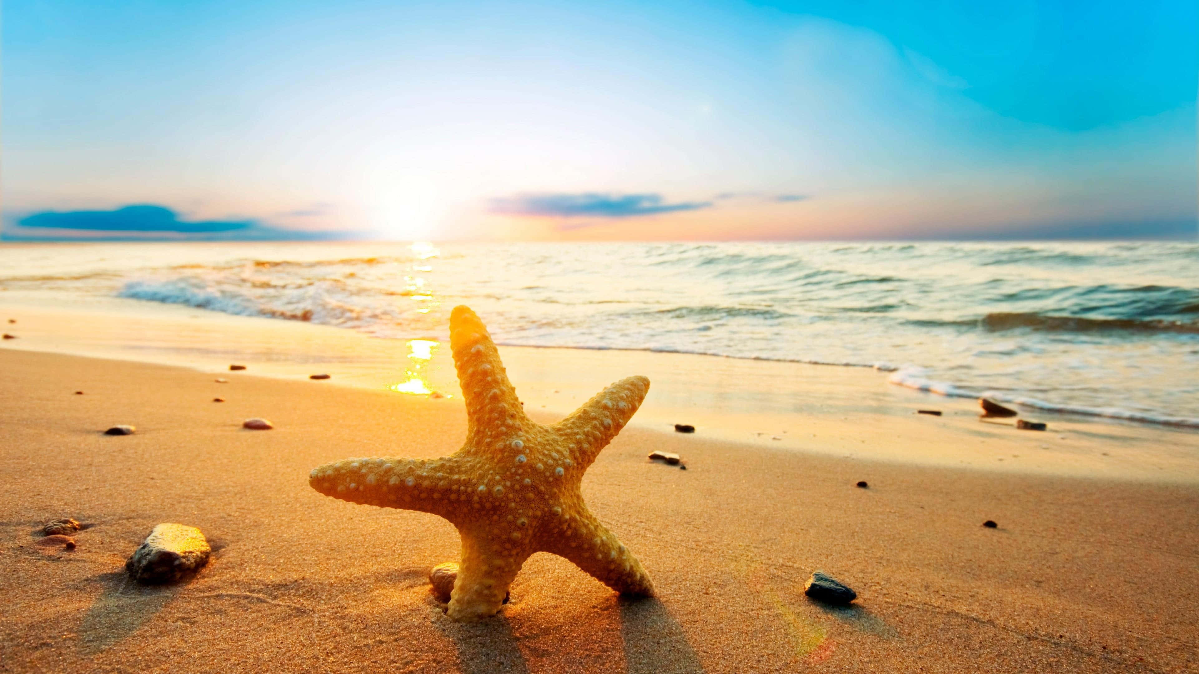 Seashore, sunset, golden starfish, 4K Desktop Wallpaper