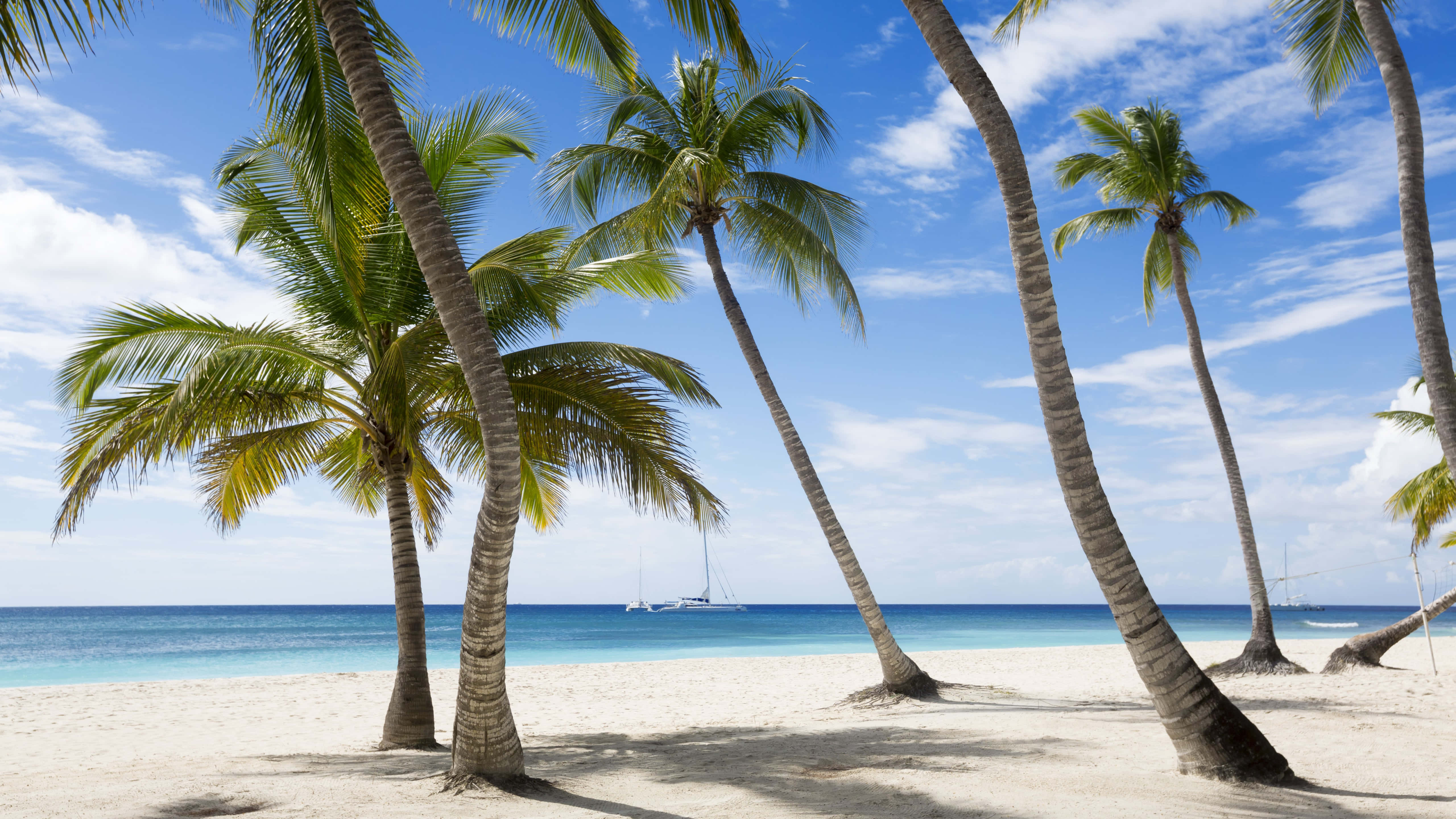 Caribbean beach, palm trees, white sand beach, 5K Desktop Wallpaper