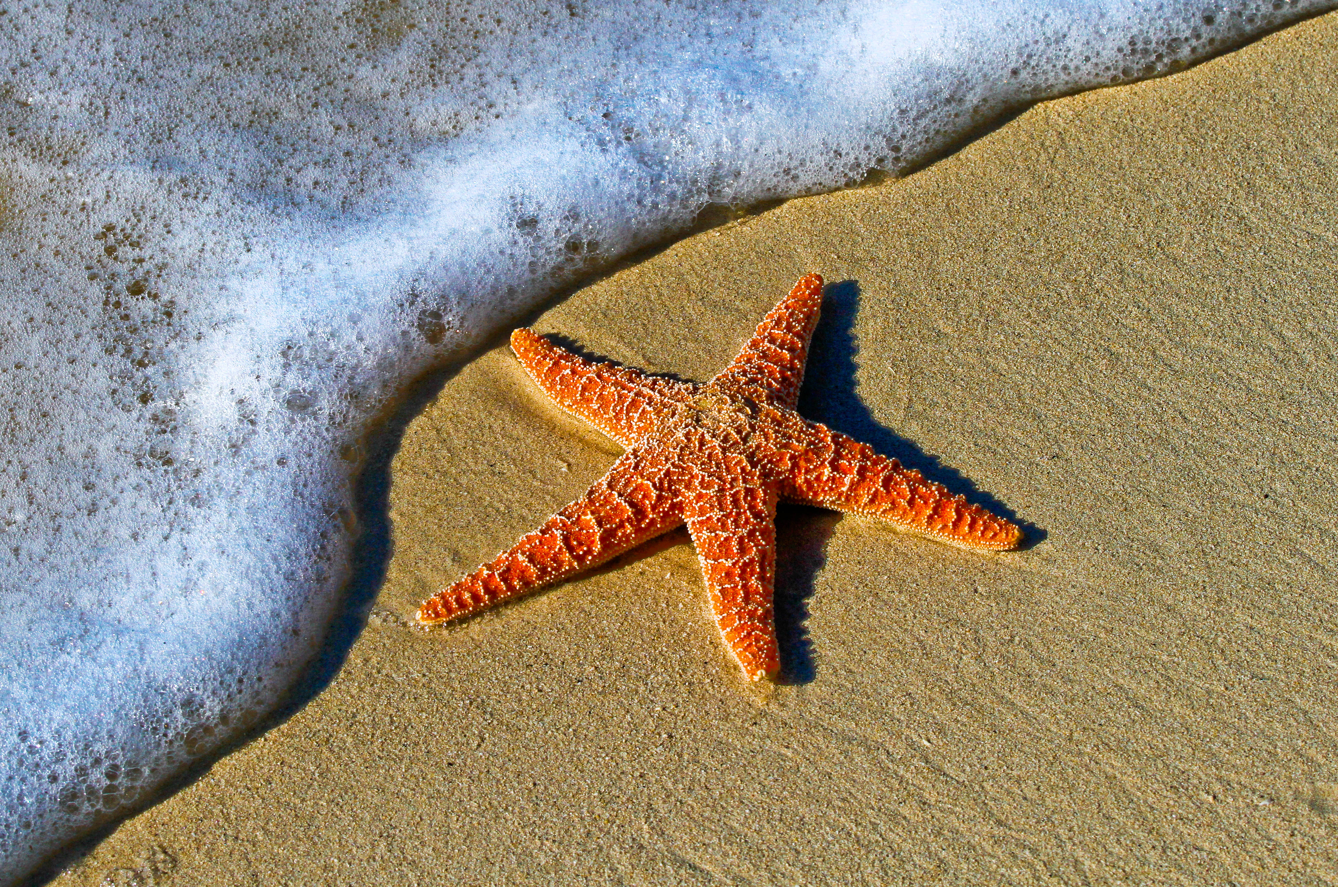 Serenity at the Shorescape, orange starfish, golden sand, 4K Desktop Wallpaper