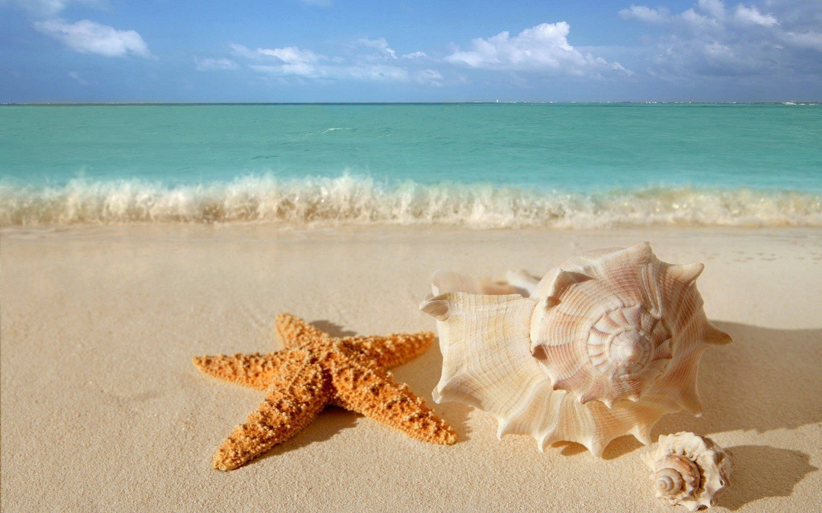 vibrant orange starfish, assorted seashells, golden sand, HD Desktop Wallpaper
