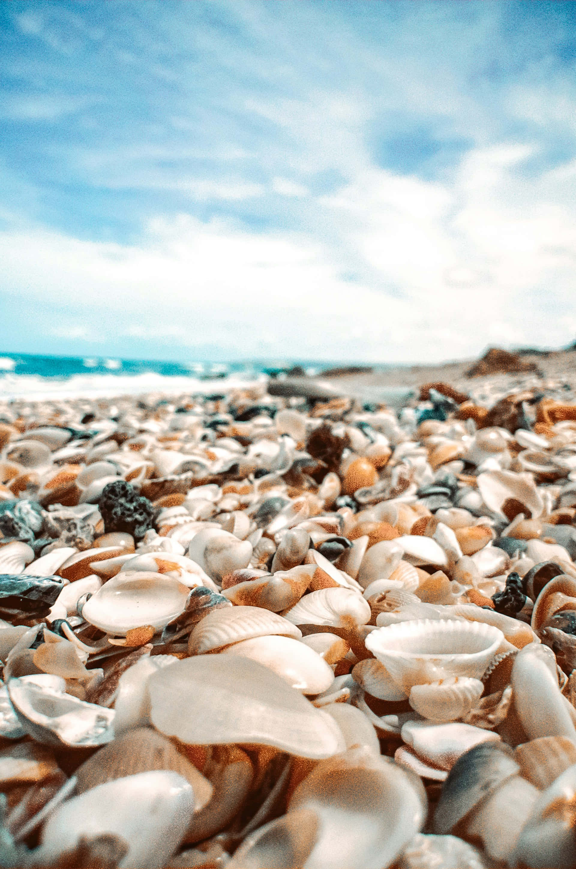 seashell, shoreline, sunlit beach, 2K Phone Wallpaper