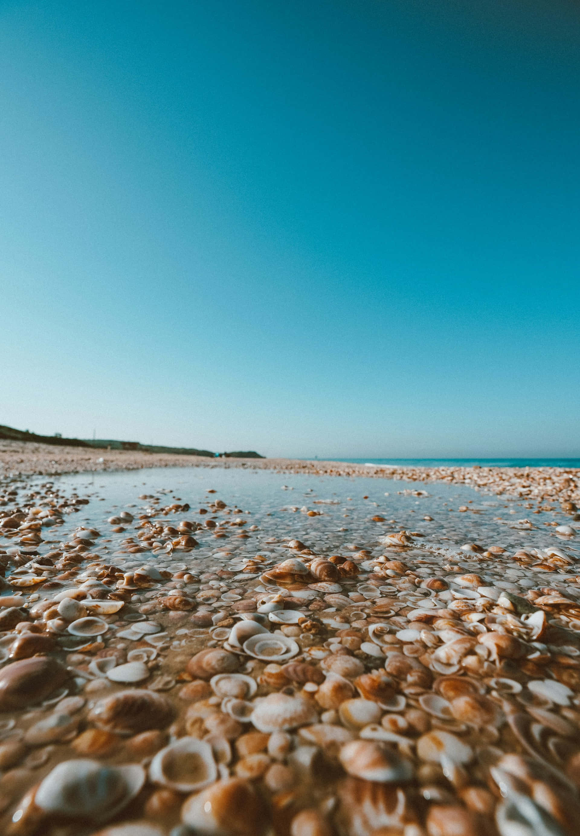 seashell, shoreline, shallow water, 2K Phone Wallpaper