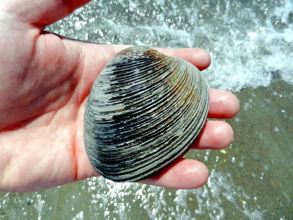 seashell, striped clam shell, foamy ocean waves, SD Desktop Wallpaper