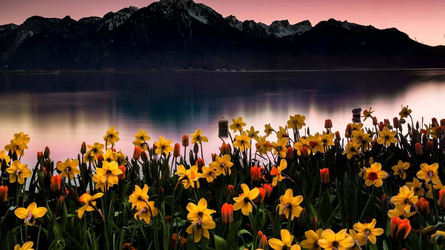 tulips, lake, snow-capped mountains, HD Desktop Wallpaper
