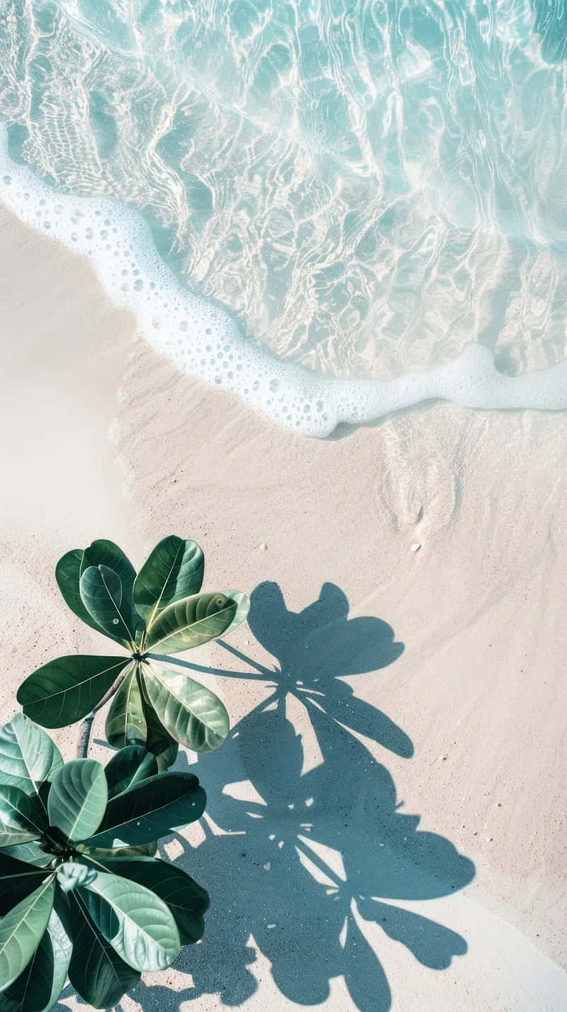 tropical beach, turquoise ocean, pale sand, HD Phone Wallpaper