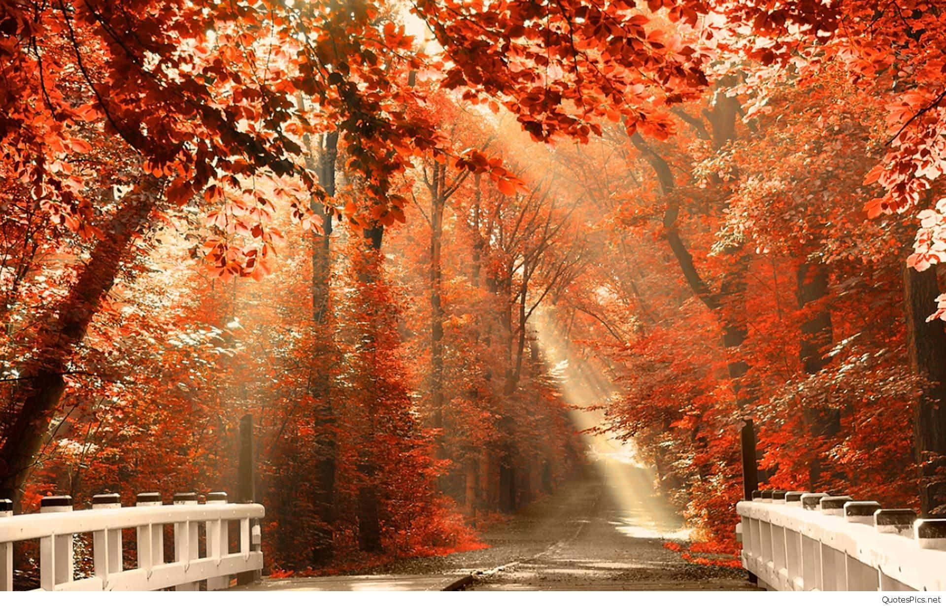 autumn season aesthetic, forest view, fiery red autumn trees, Full HD Desktop Wallpaper