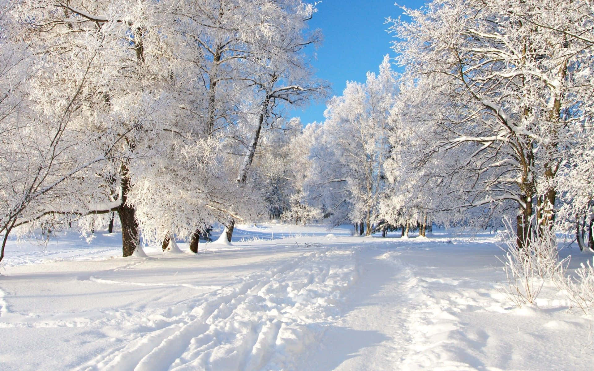 winter season, snow-filled landscape, sunlit snowy path, Full HD Desktop Wallpaper