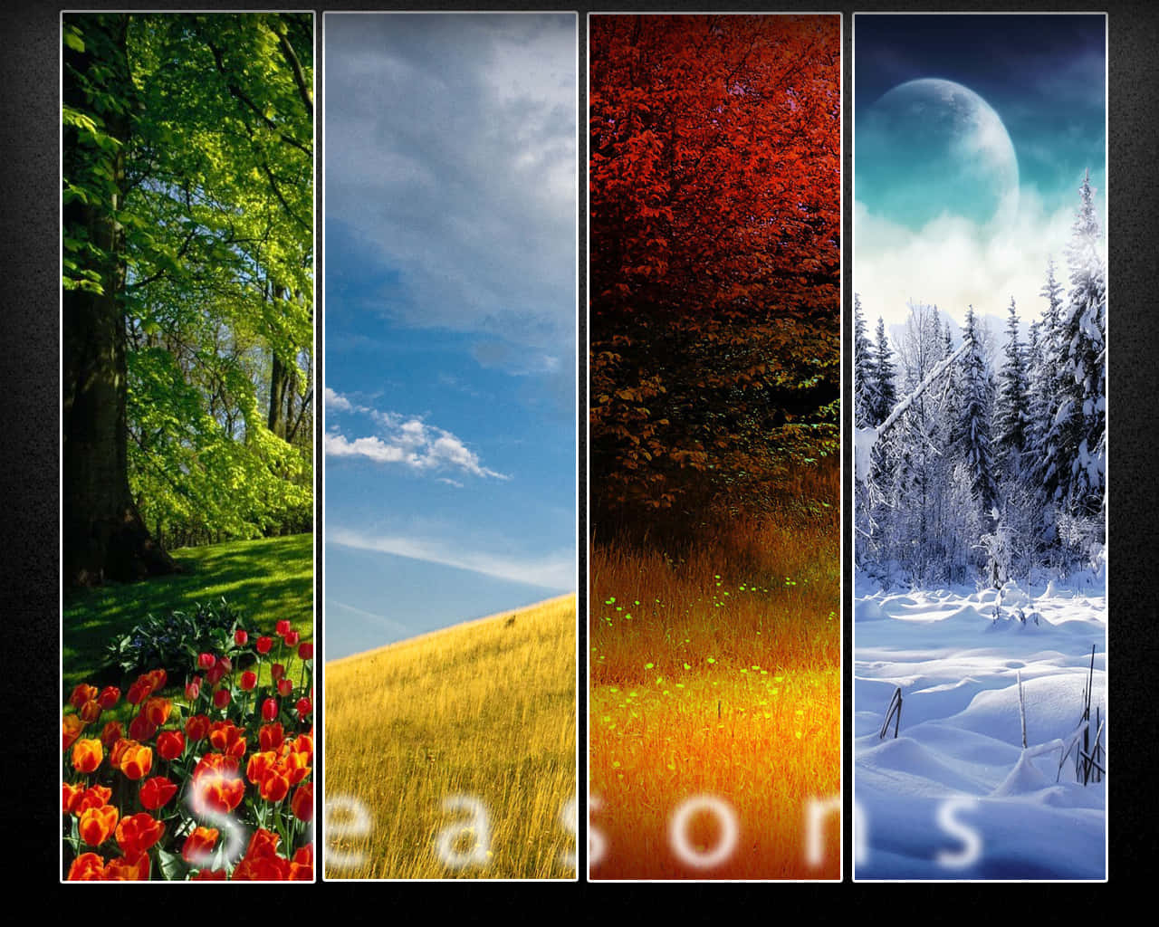 spring tulips, summer meadow, autumn forest, HD Desktop Wallpaper