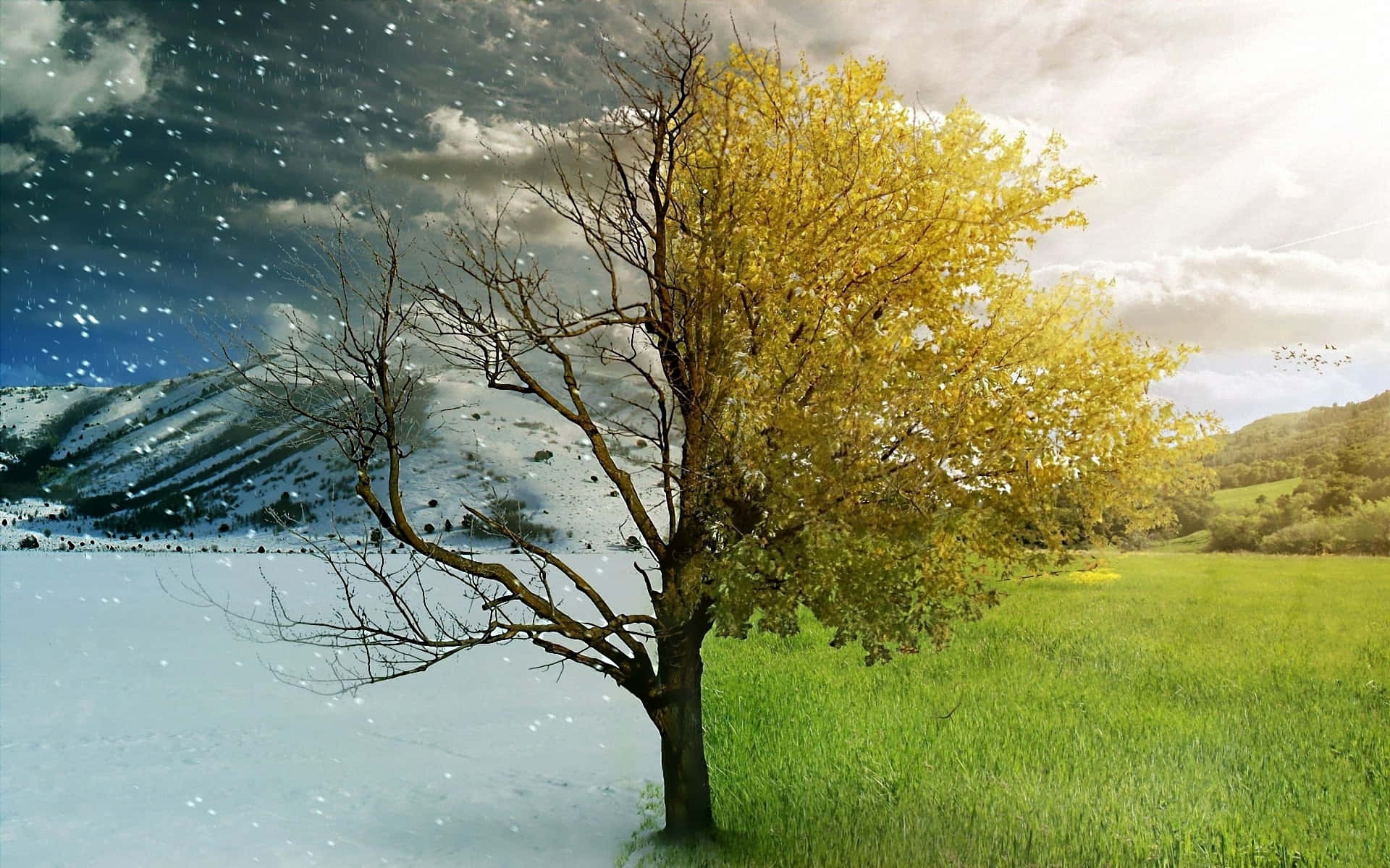 summer and winter season tree, golden leaves, bare branches, Full HD Desktop Wallpaper