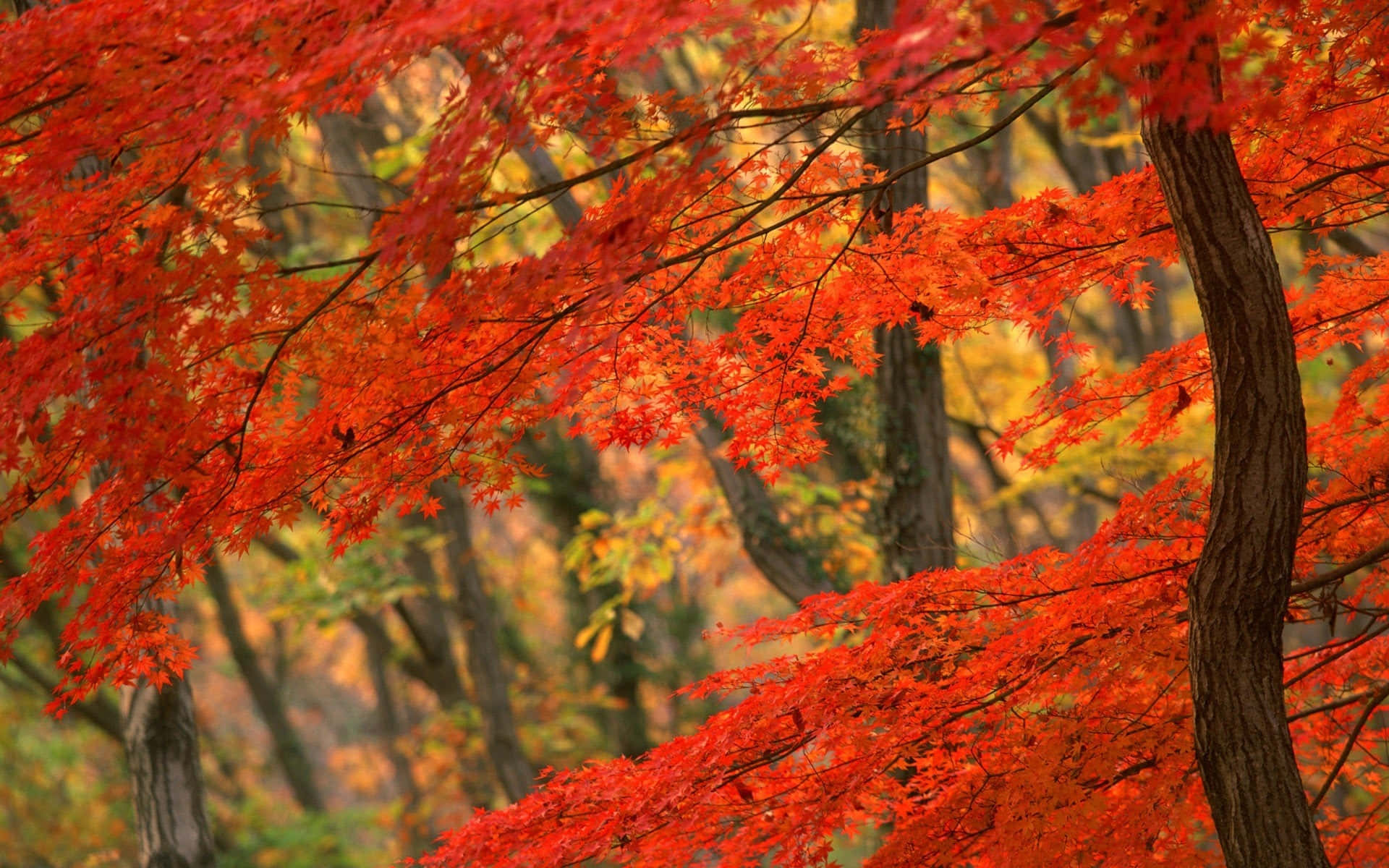 autumn season, rustic orange maple trees, vibrant red maple leaves, Full HD Desktop Wallpaper