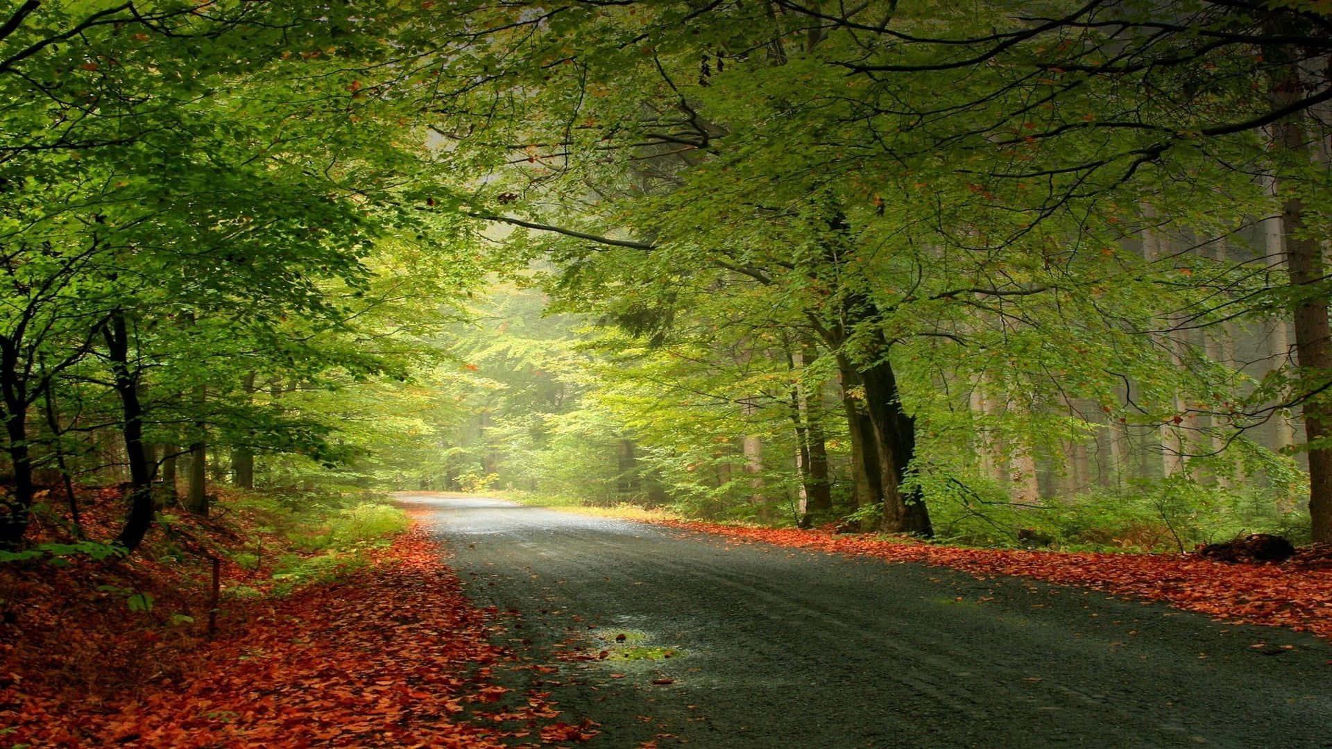 forest road, red leaves, misty green canopy, Full HD Desktop Wallpaper