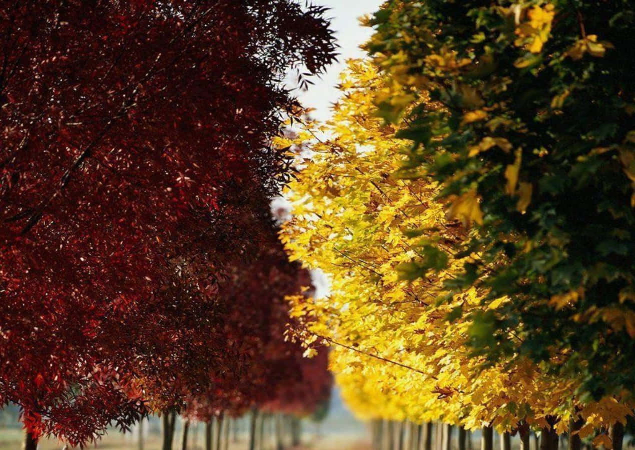 autumn, red foliage, golden yellow foliage, SD Desktop Wallpaper