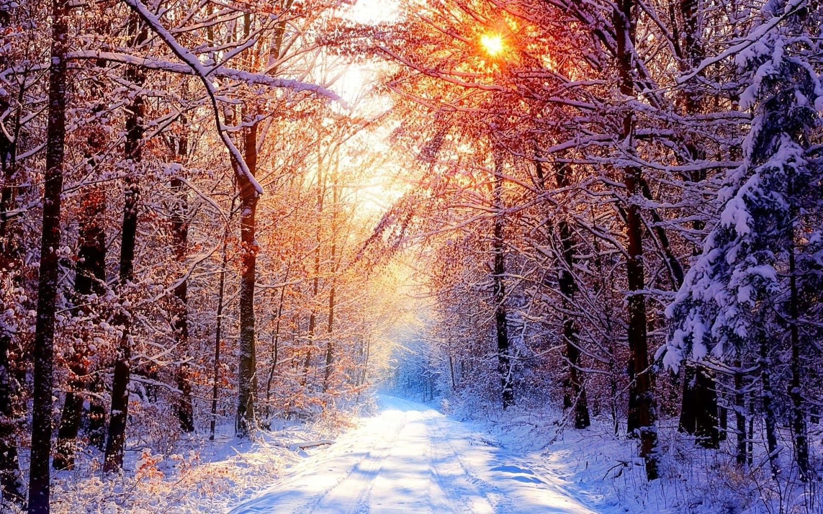 Winter Forest, snowy forest path, golden sunset light, HD Desktop Wallpaper