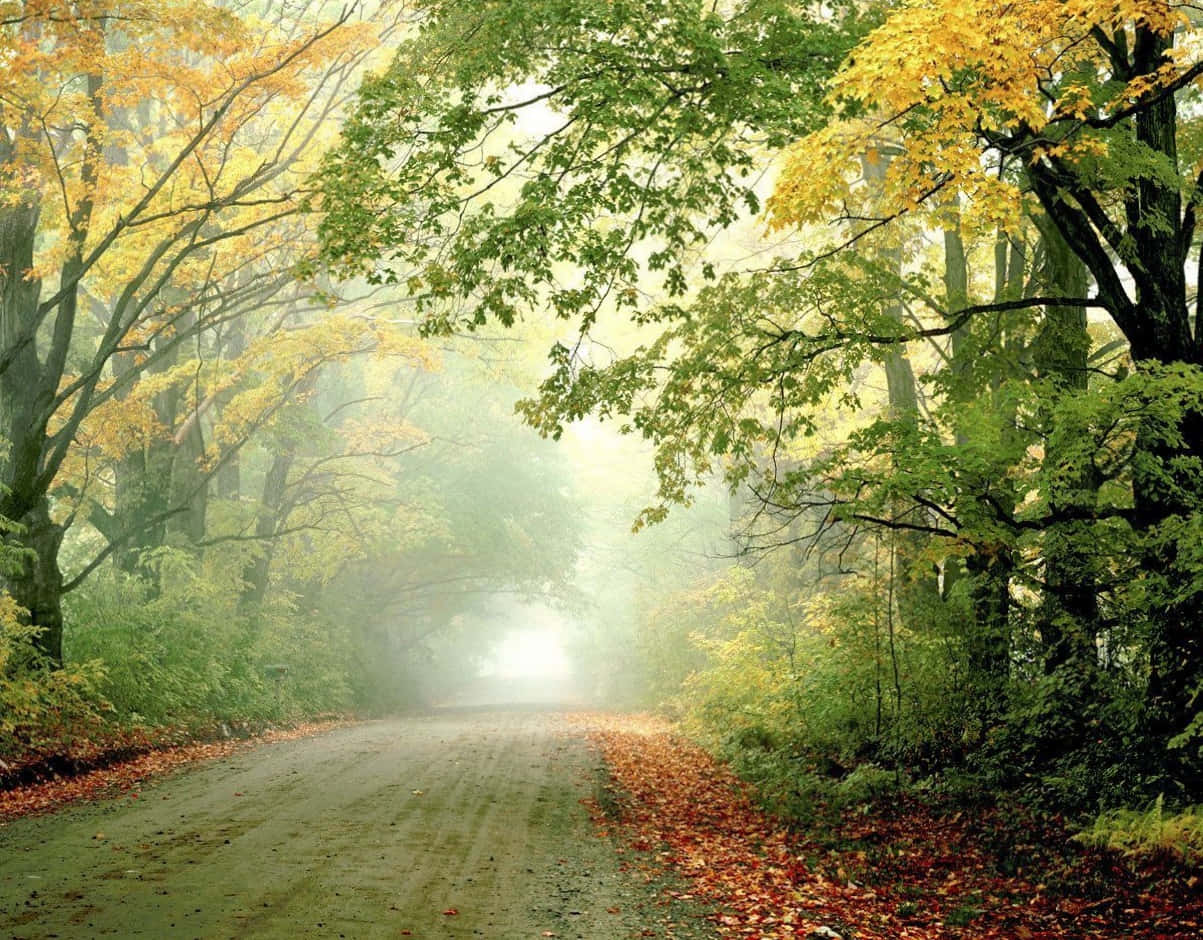 Seasonal, Autumn Forest, misty forest road, SD Desktop Wallpaper