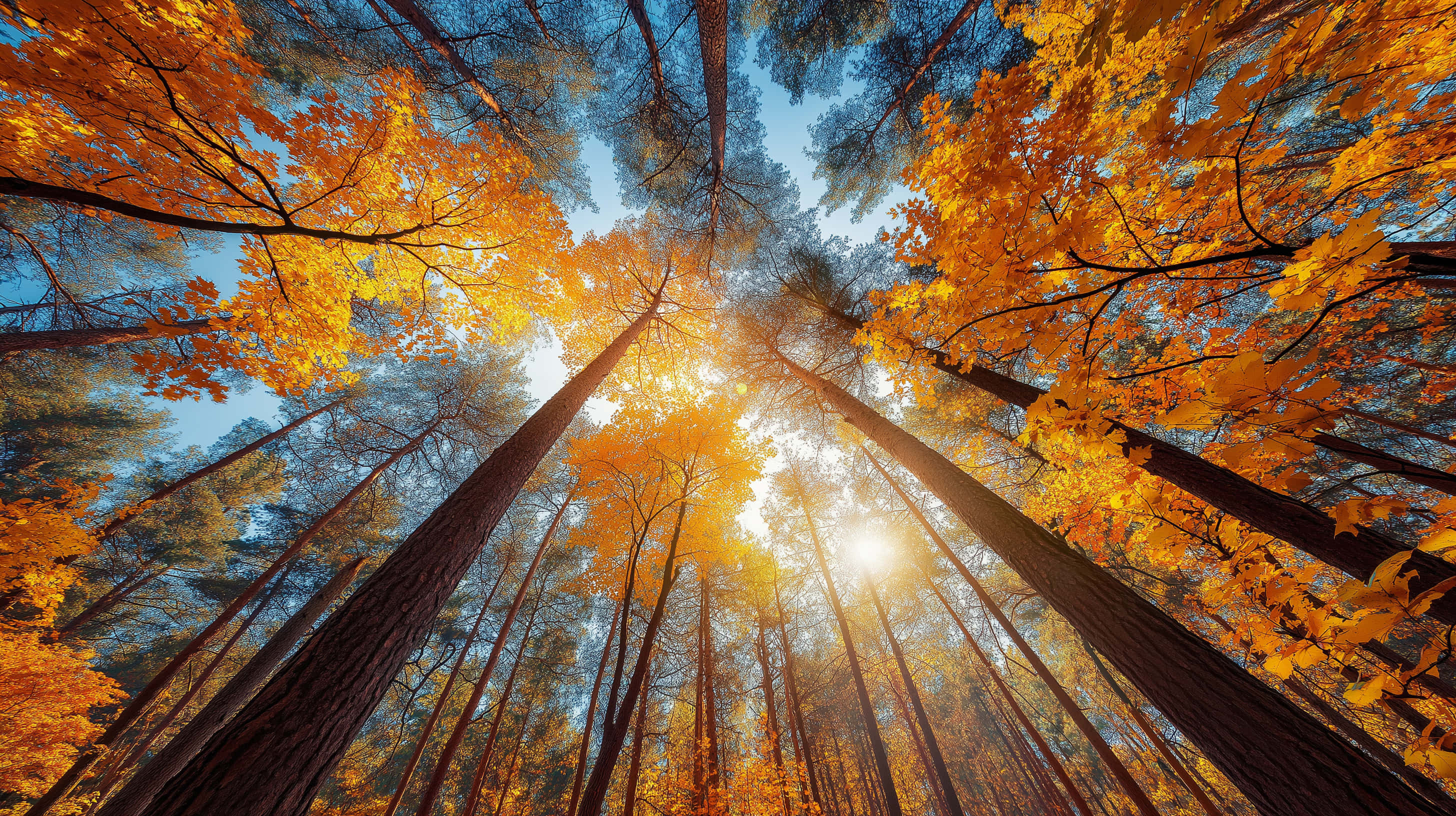 autumn forest canopy, sun drenched foliage, golden autumn leaves, 2K Desktop Wallpaper