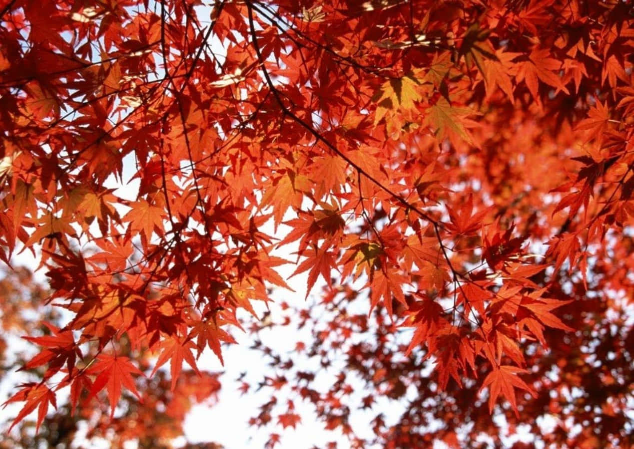 autumn canopy, red maple leaves, vibrant red, SD Desktop Wallpaper