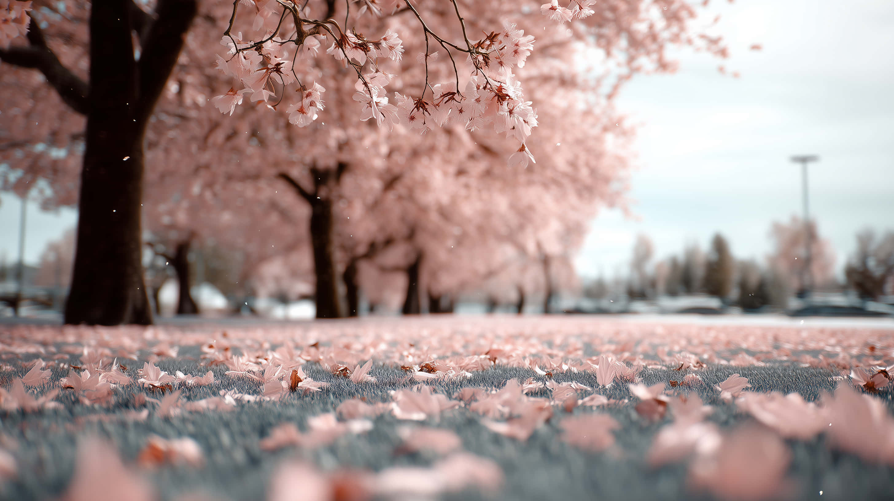 cherry blossom trees, fallen petals, tranquil park, 2K Desktop Wallpaper