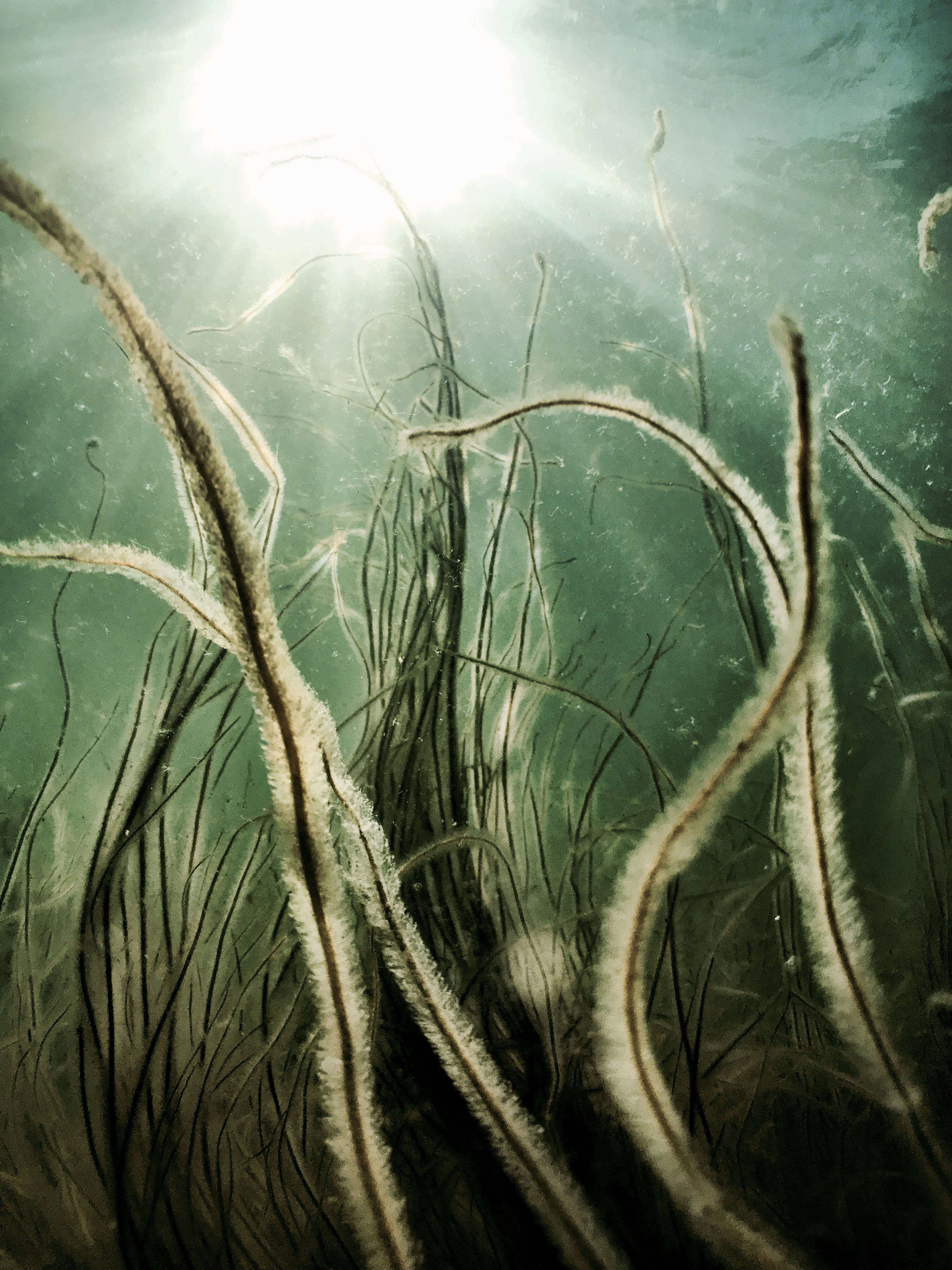 underwater seaweed, sunlight, murky green water, 4K Phone Wallpaper