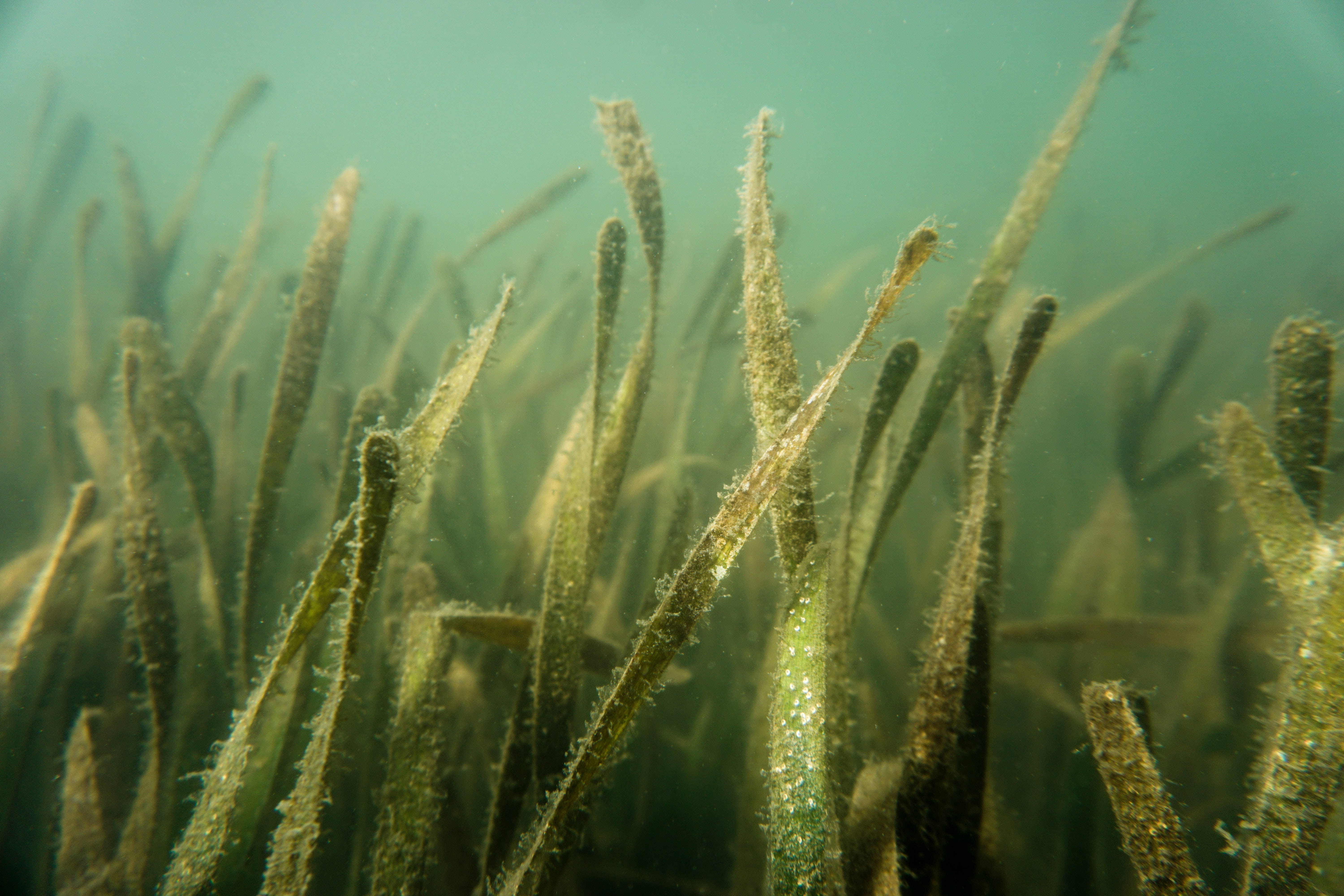 seagrass, seaweed, underwater plant, 5K Desktop Wallpaper