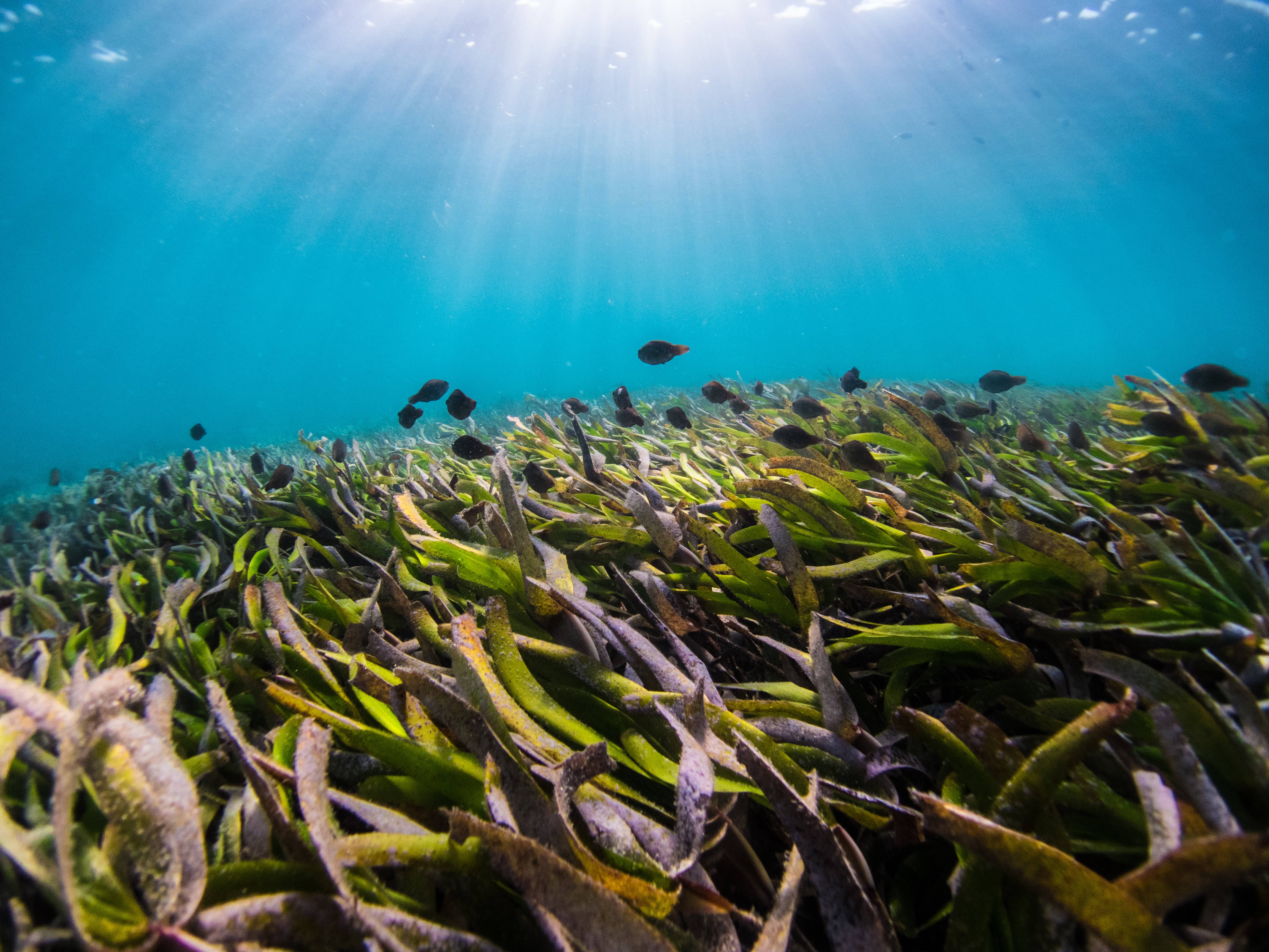 seaweed, tiny fishes, blue waters, 4K Desktop Wallpaper
