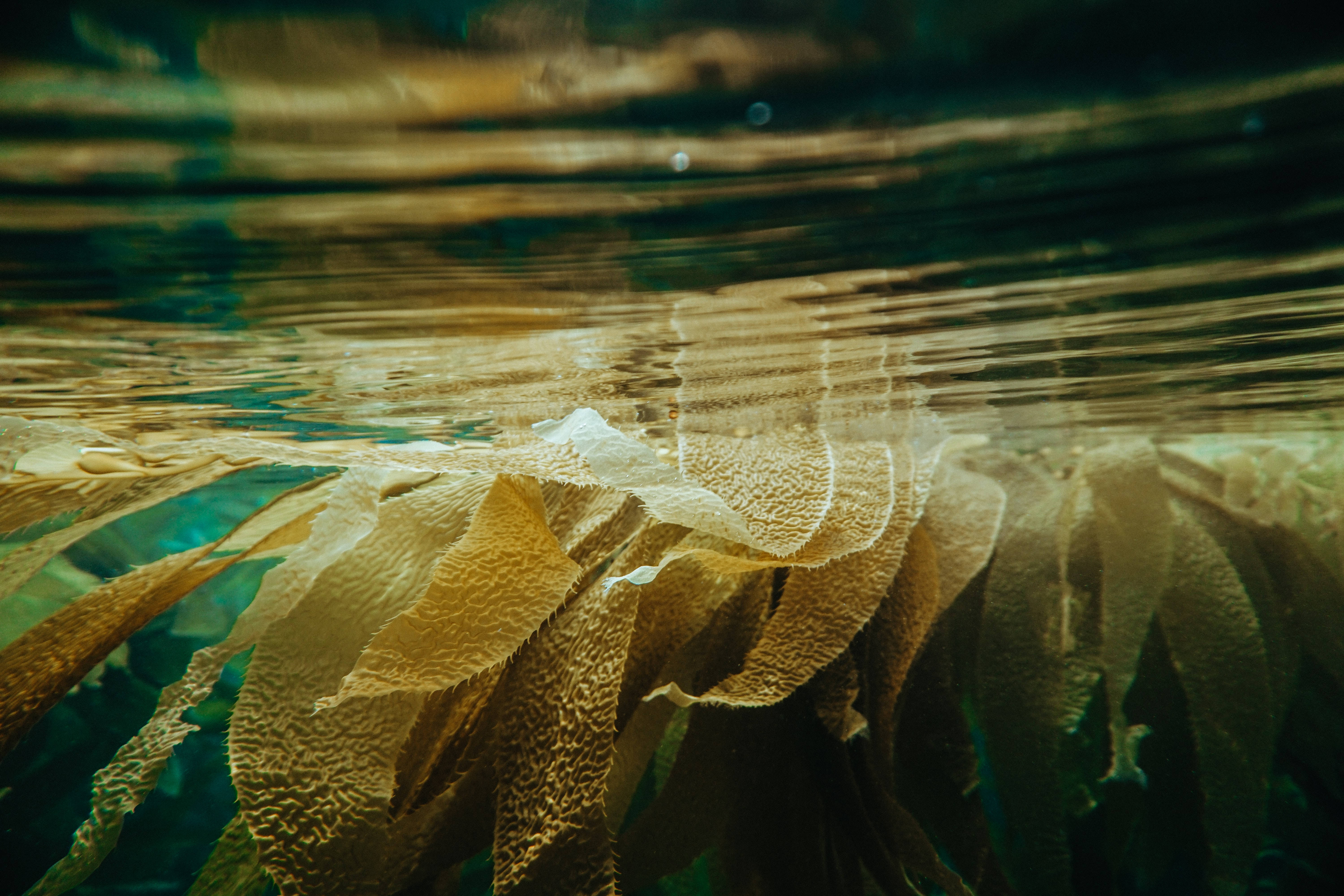 golden kelp, underwater plant, sunlit textures, 5K Desktop Wallpaper