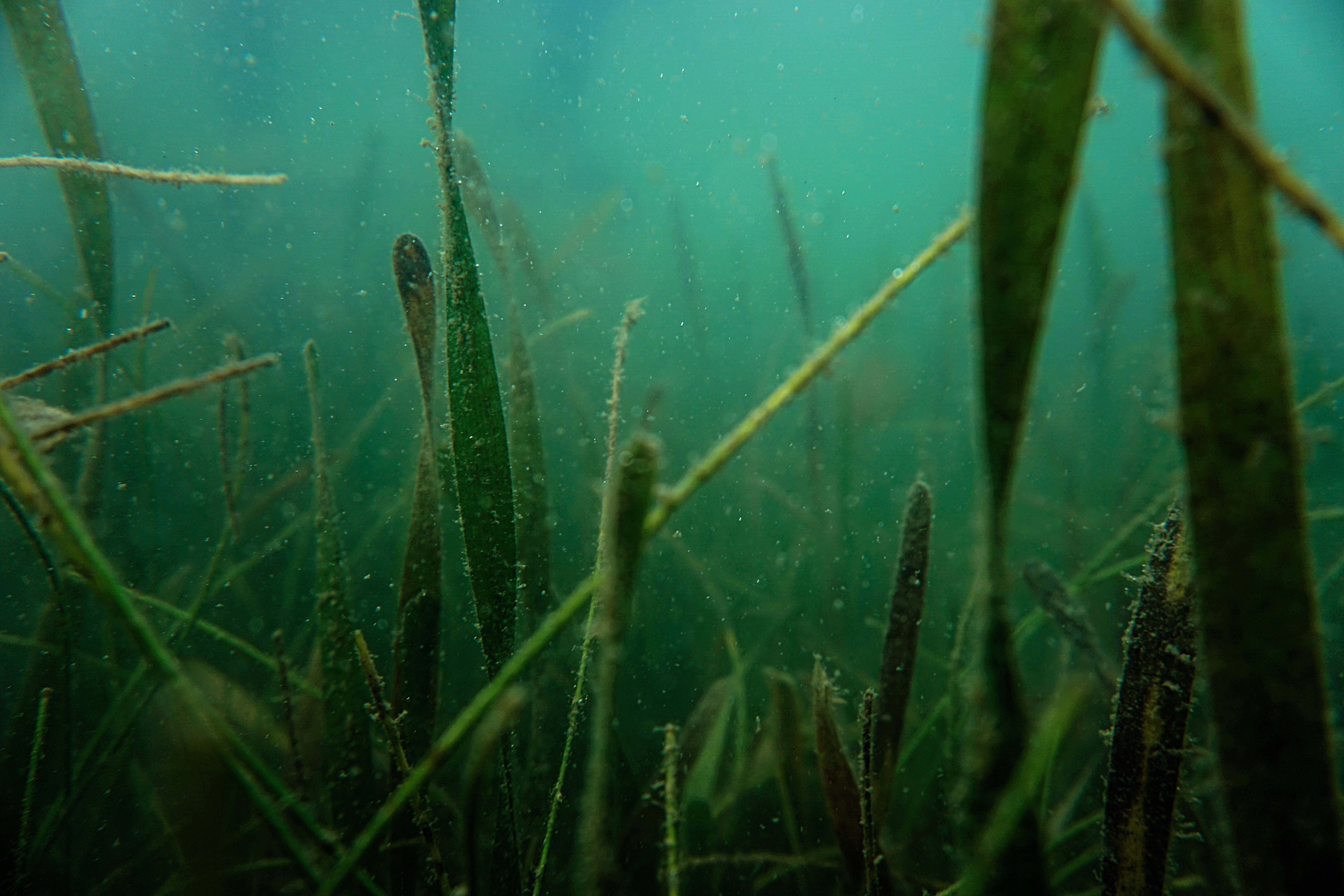 seaweed, bluish green, underwater, 5K Desktop Wallpaper