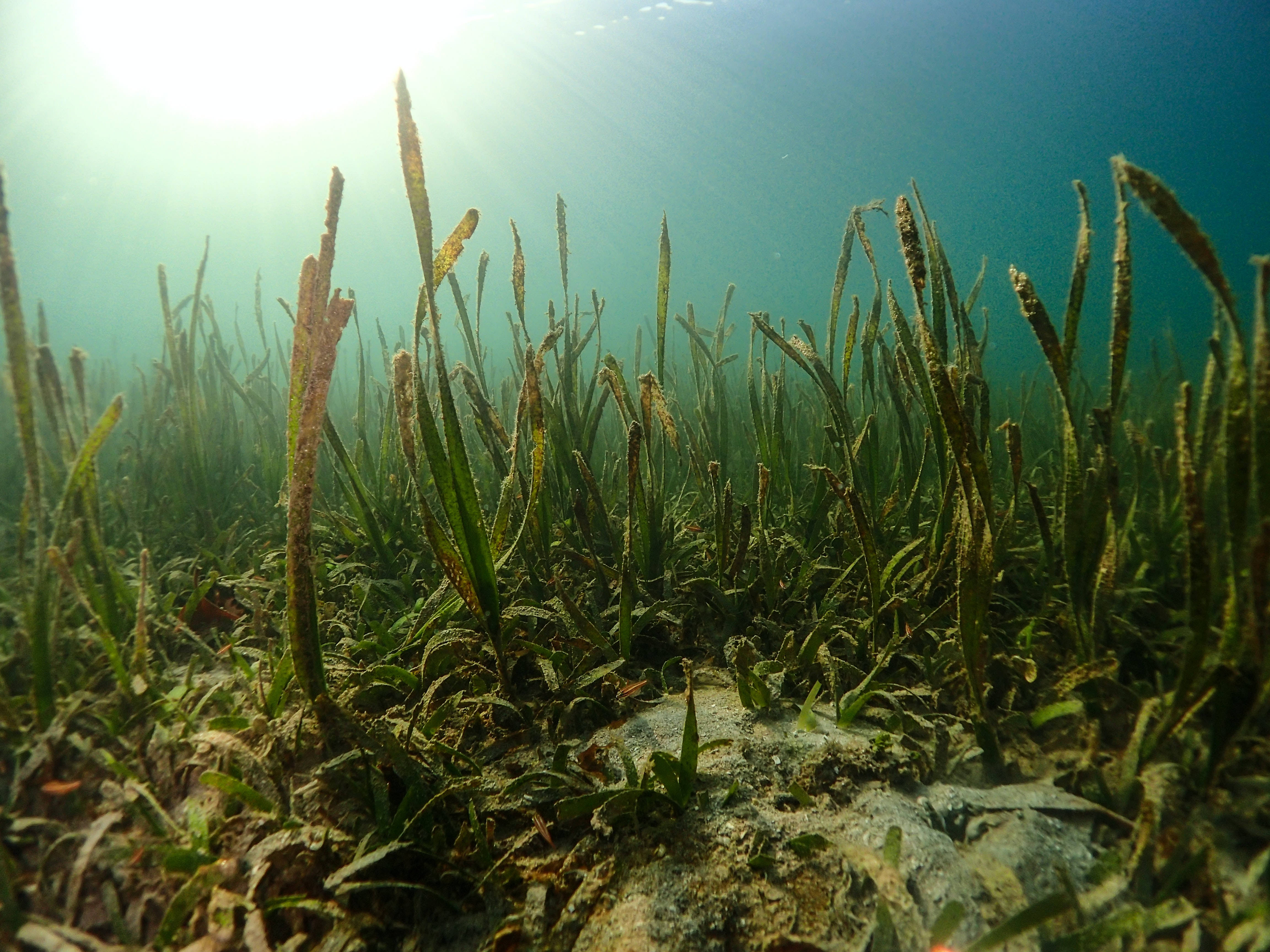 seaweed, seagrass, turquoise water, 4K Desktop Wallpaper