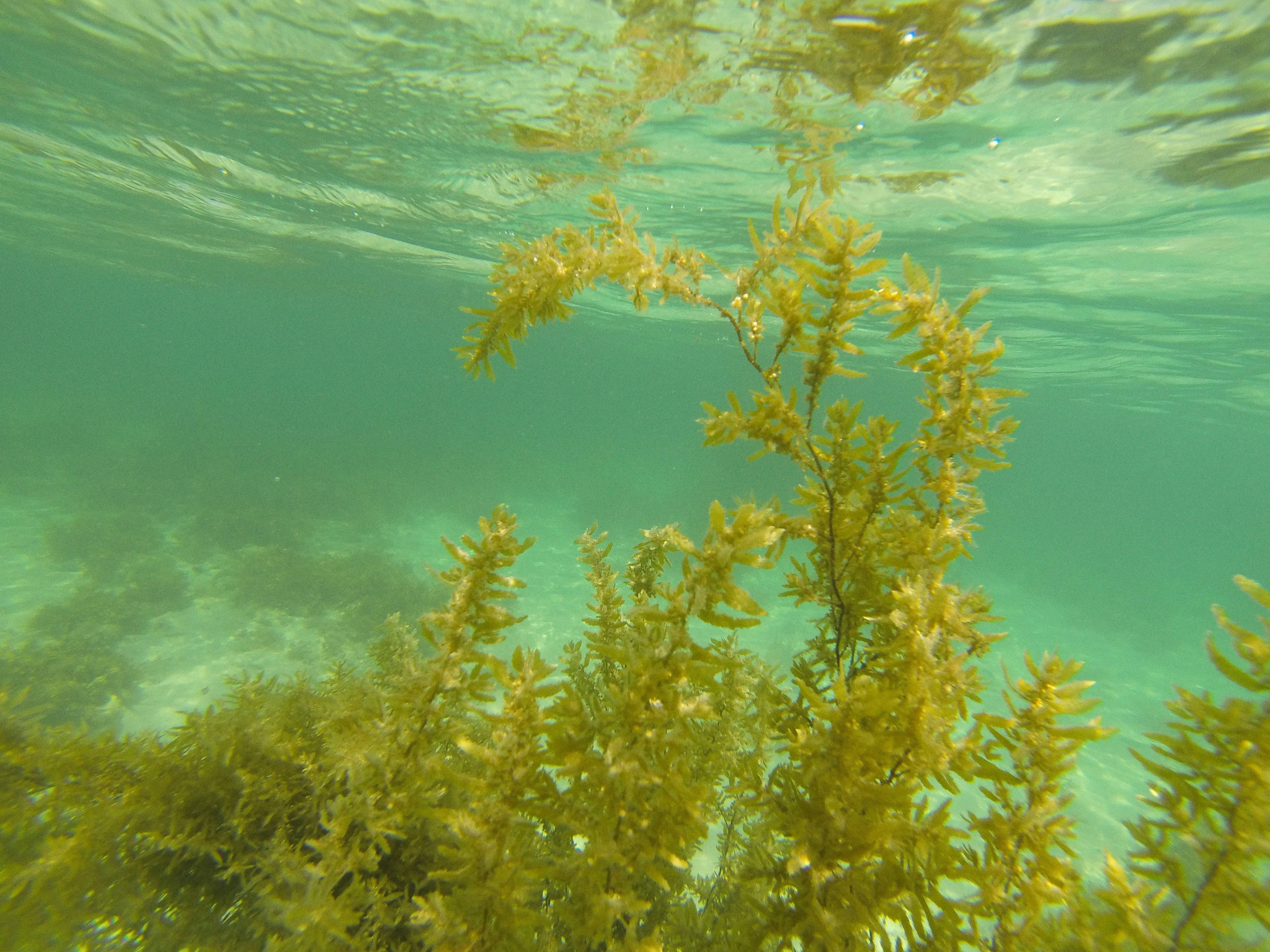 lush green macroalgae seaweed, vibrant yellow-green seaweed, clear turquoise water, 4K Desktop Wallpaper