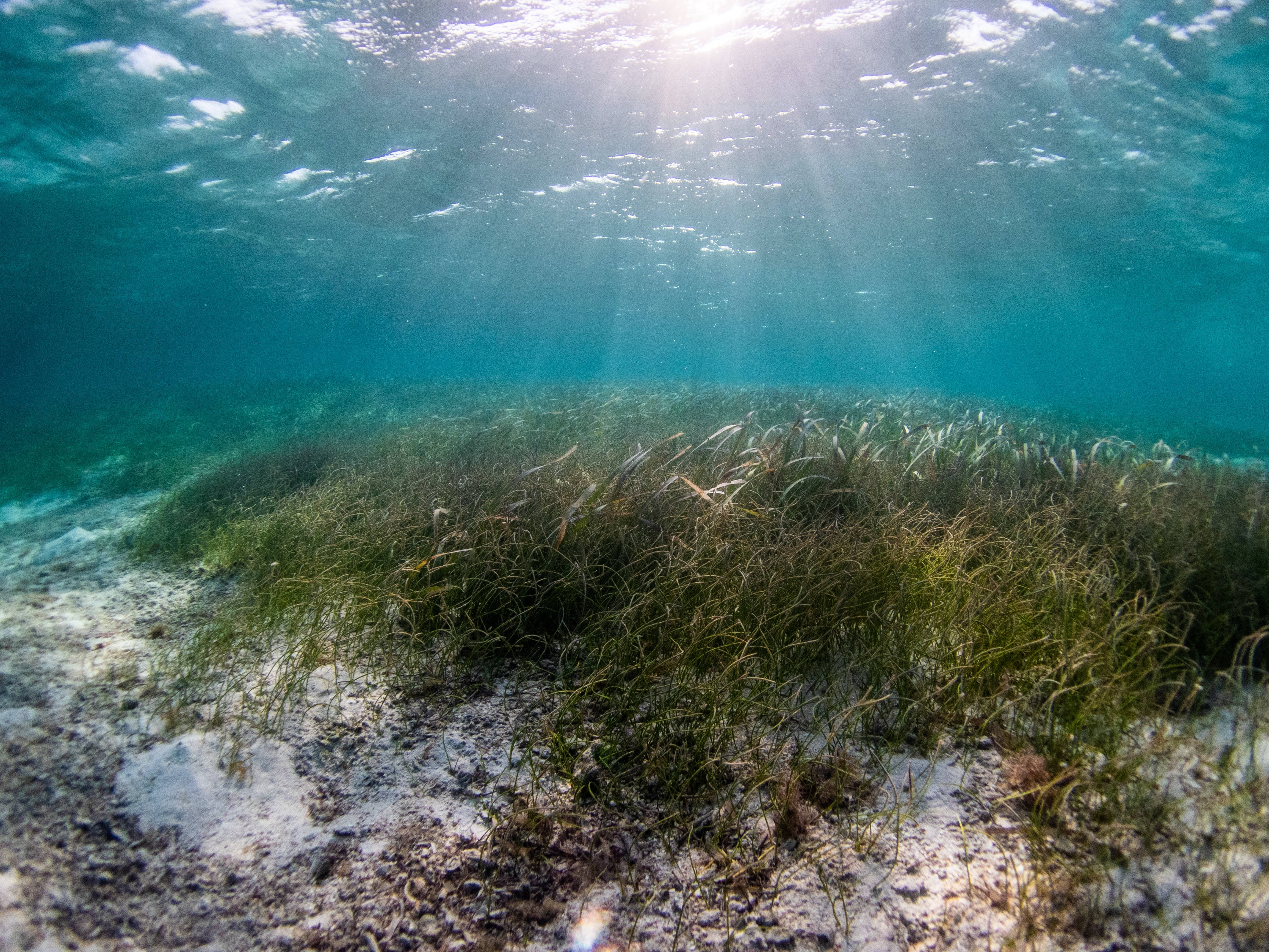 noodle seagrass, seaweed, turquoise water, 4K Desktop Wallpaper