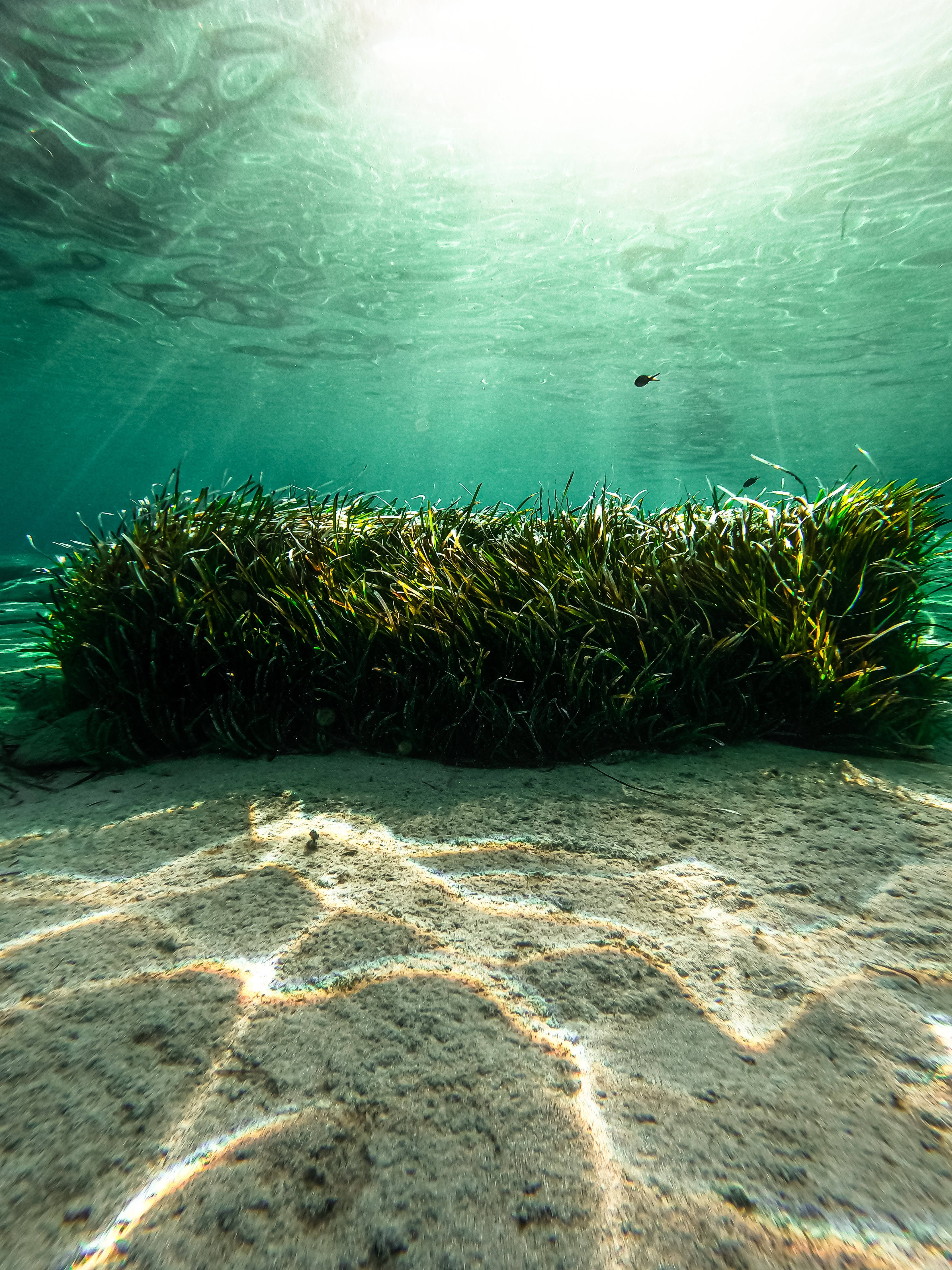 Neptune grass, seaweed plant, turquoise water, 4K Phone Wallpaper