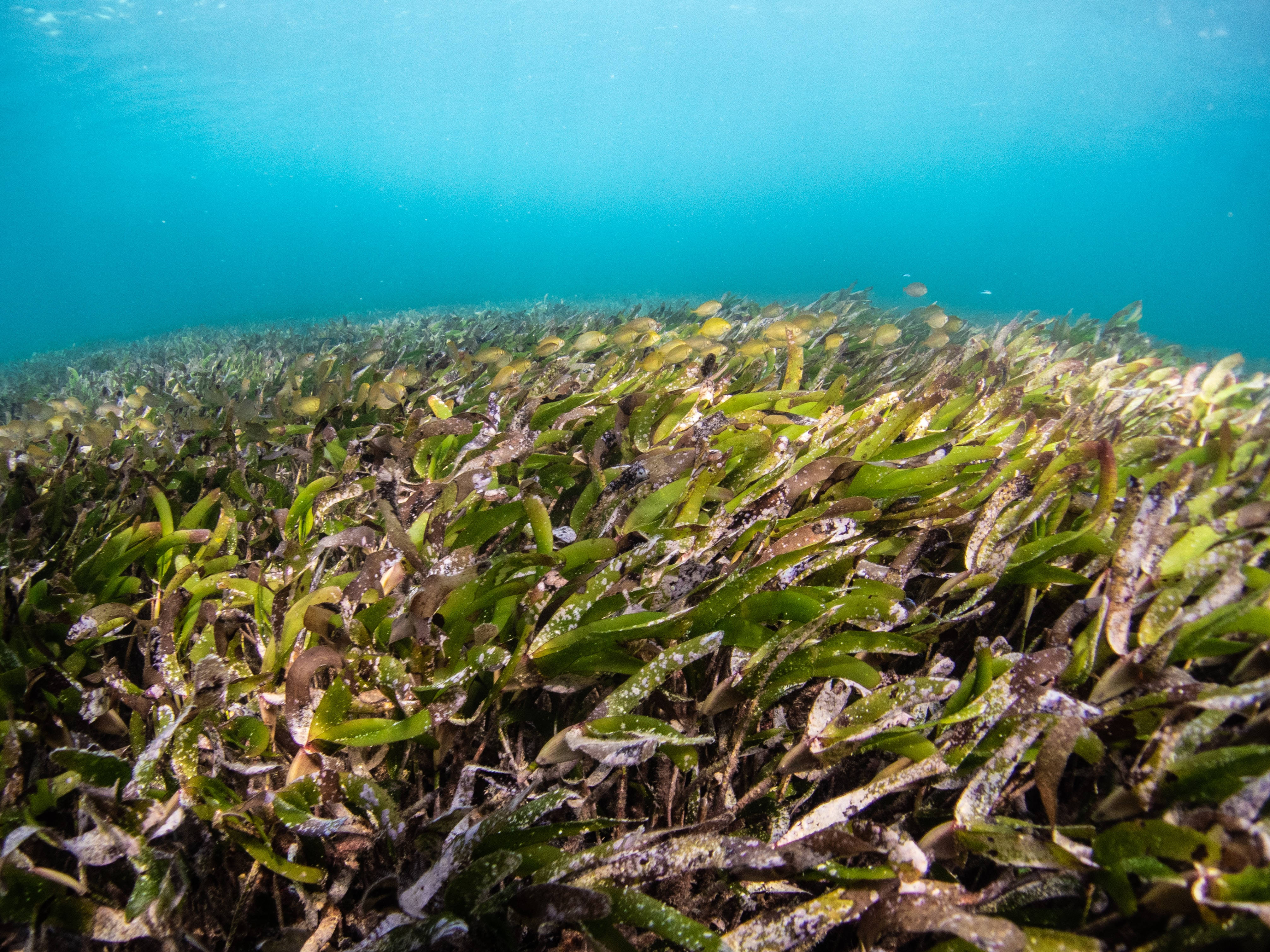 manatee grass, seaweed, underwater plants, 4K Desktop Wallpaper