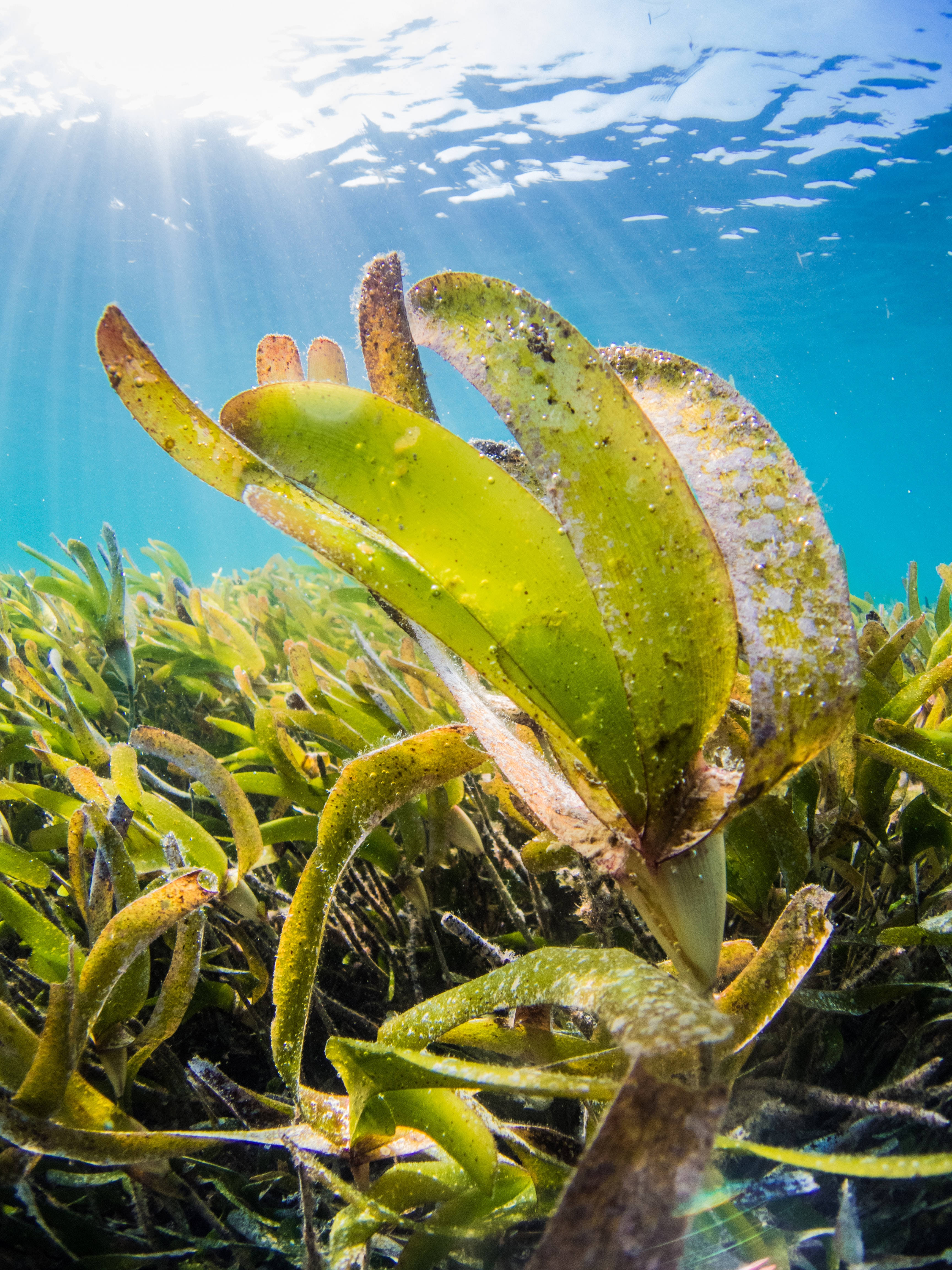 turtle grass, seagrass, turquoise water, 4K Phone Wallpaper