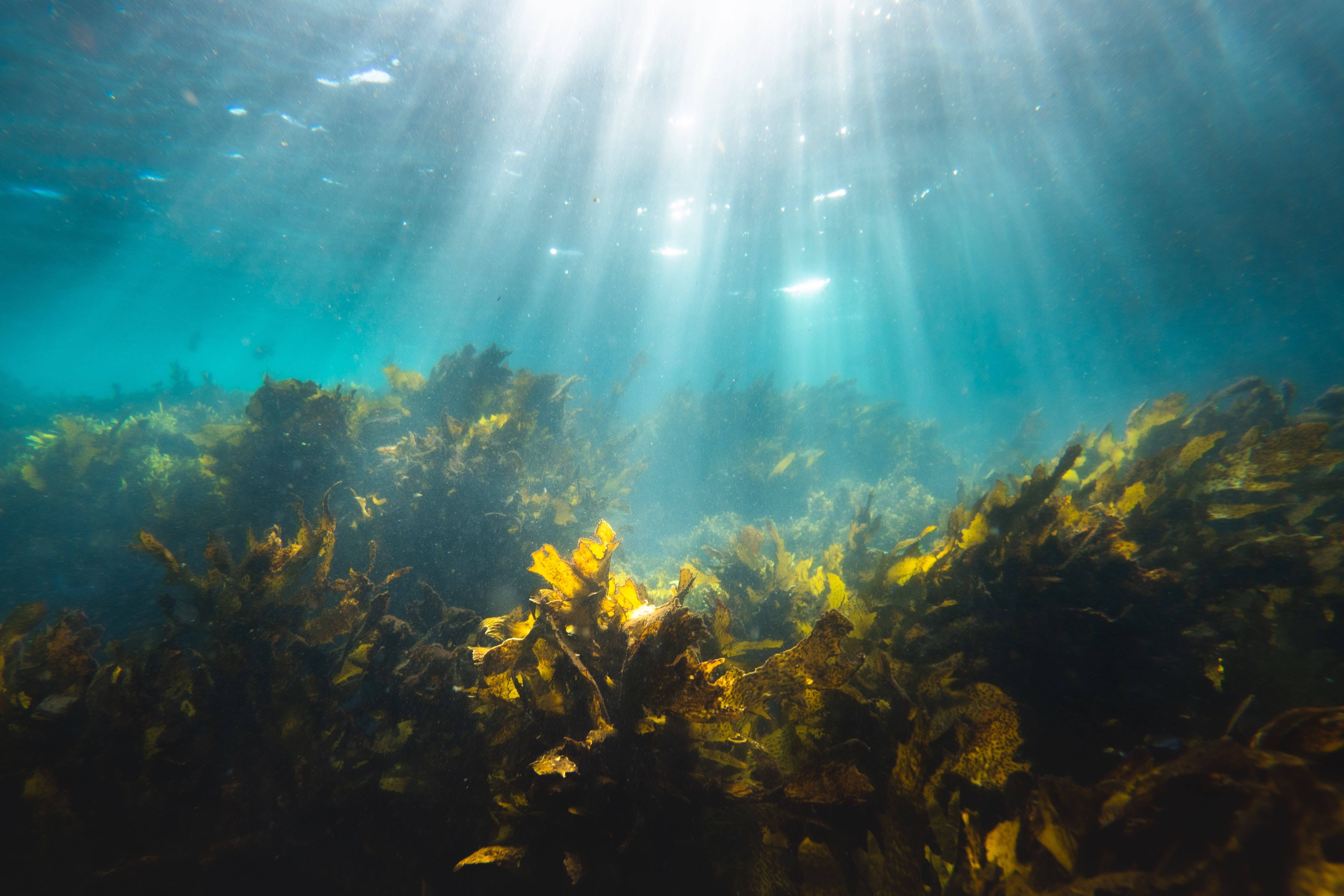 leafy kelp, golden-brown kelp, turquoise water, 4K Desktop Wallpaper