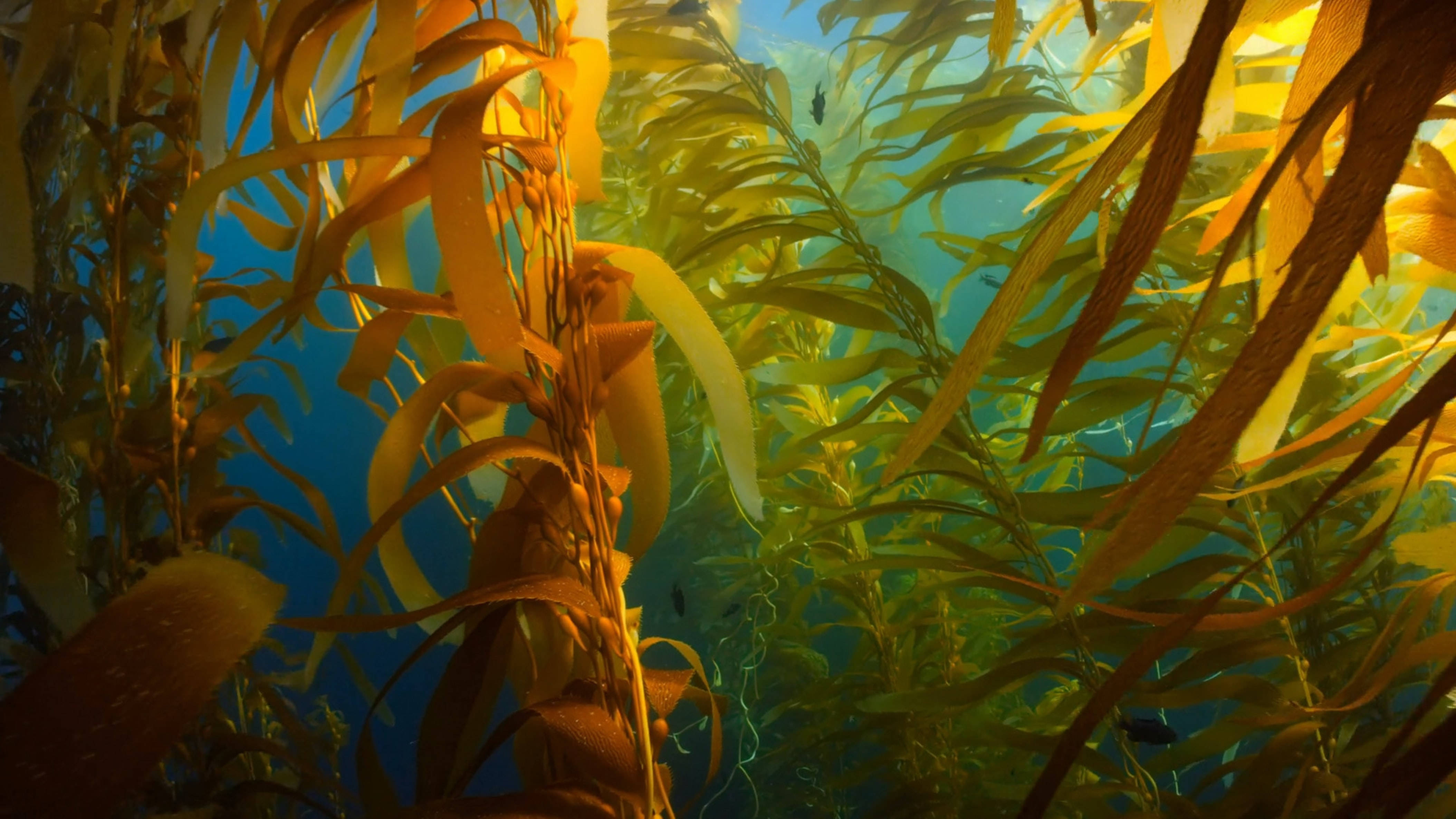 golden kelp, clear blue ocean water, sunlight filters, 4K Desktop Wallpaper