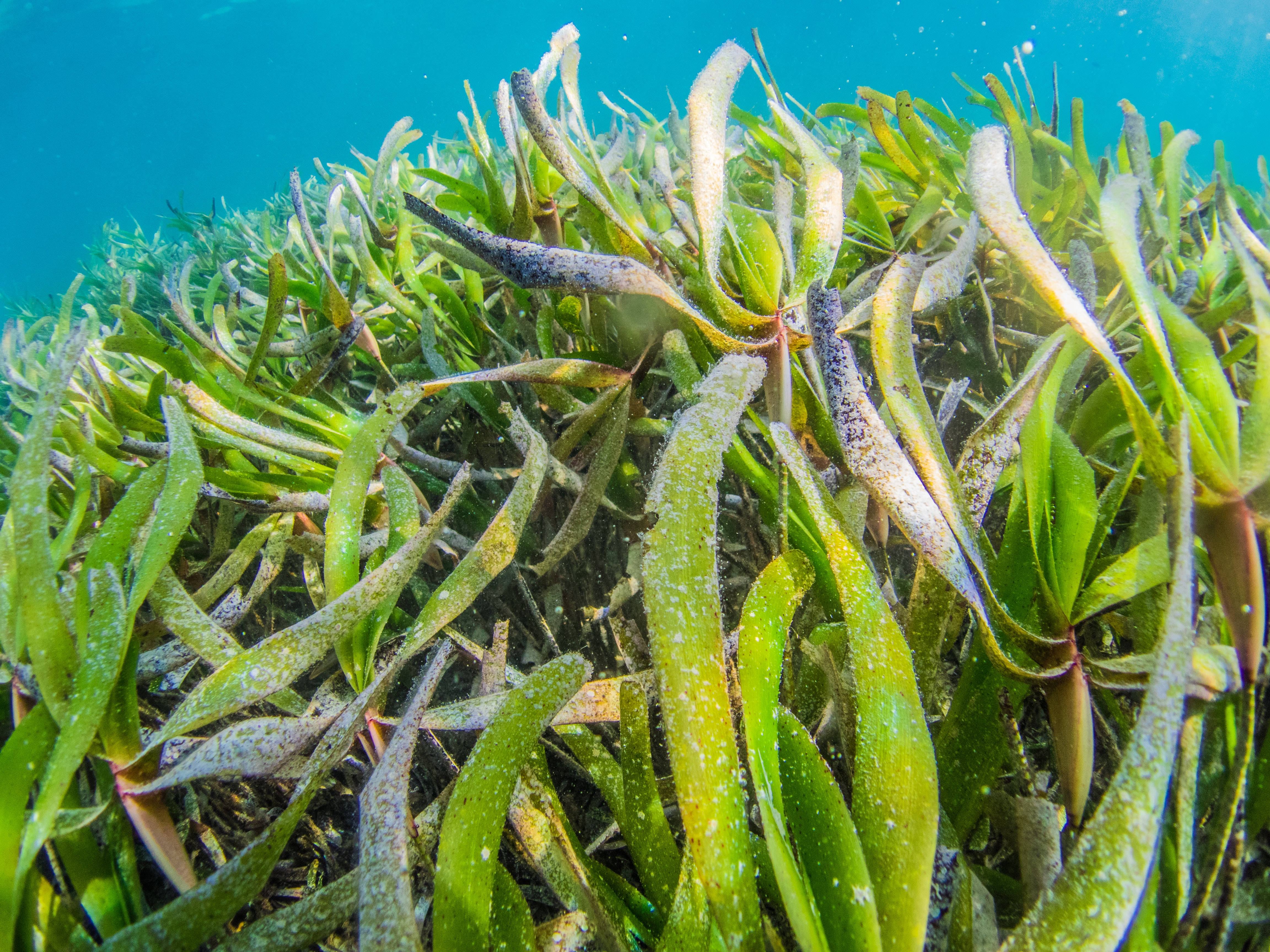 turtle grass, seaweed, underwater plant, 4K Desktop Wallpaper