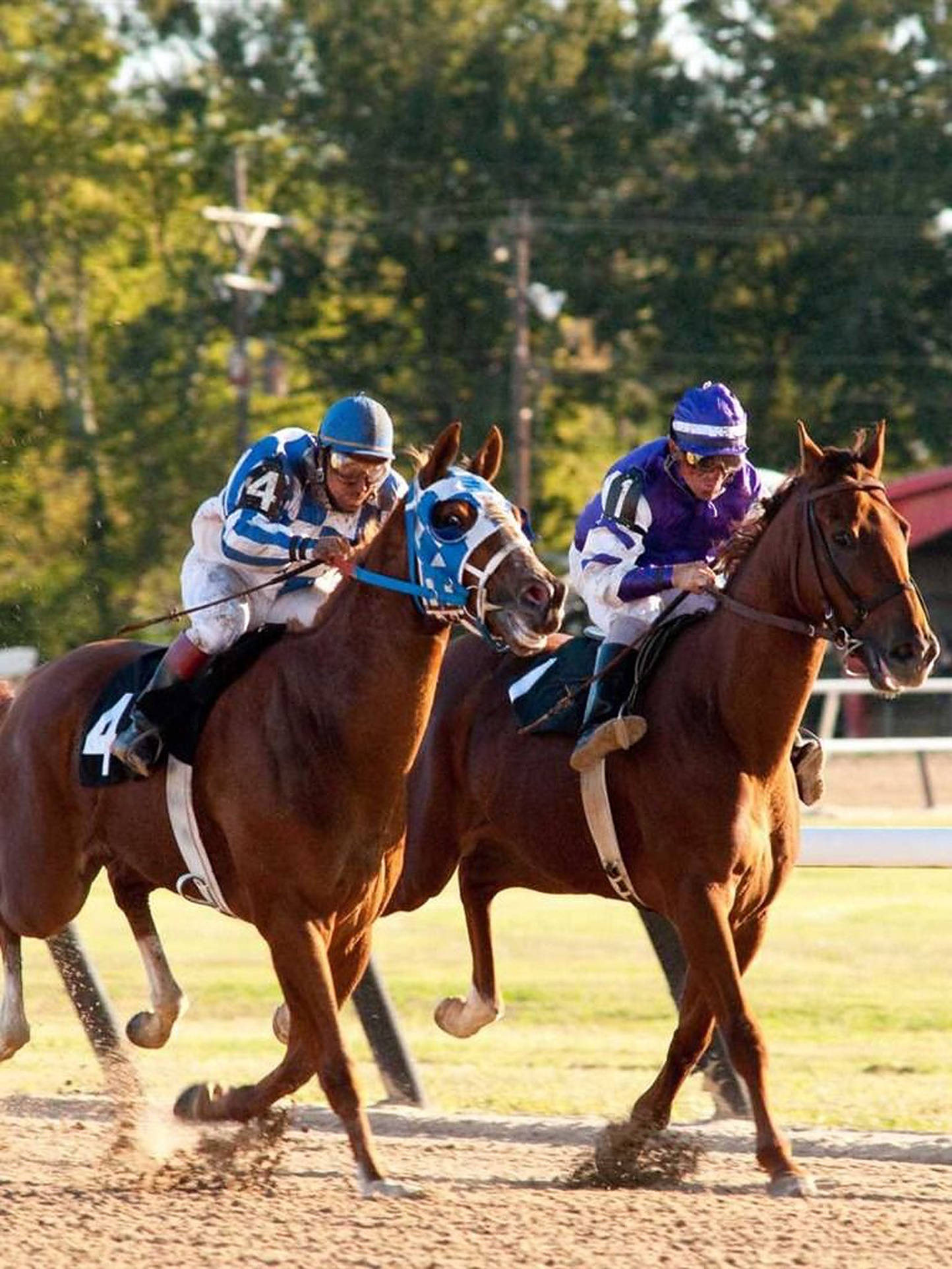 Secretariat, brown thoroughbreds, sunlit dirt track, Full HD Phone Wallpaper