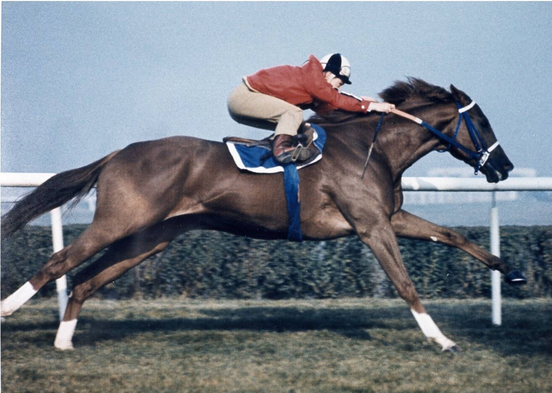 Secretariat, horse race, jockey in red, Full HD Desktop Wallpaper