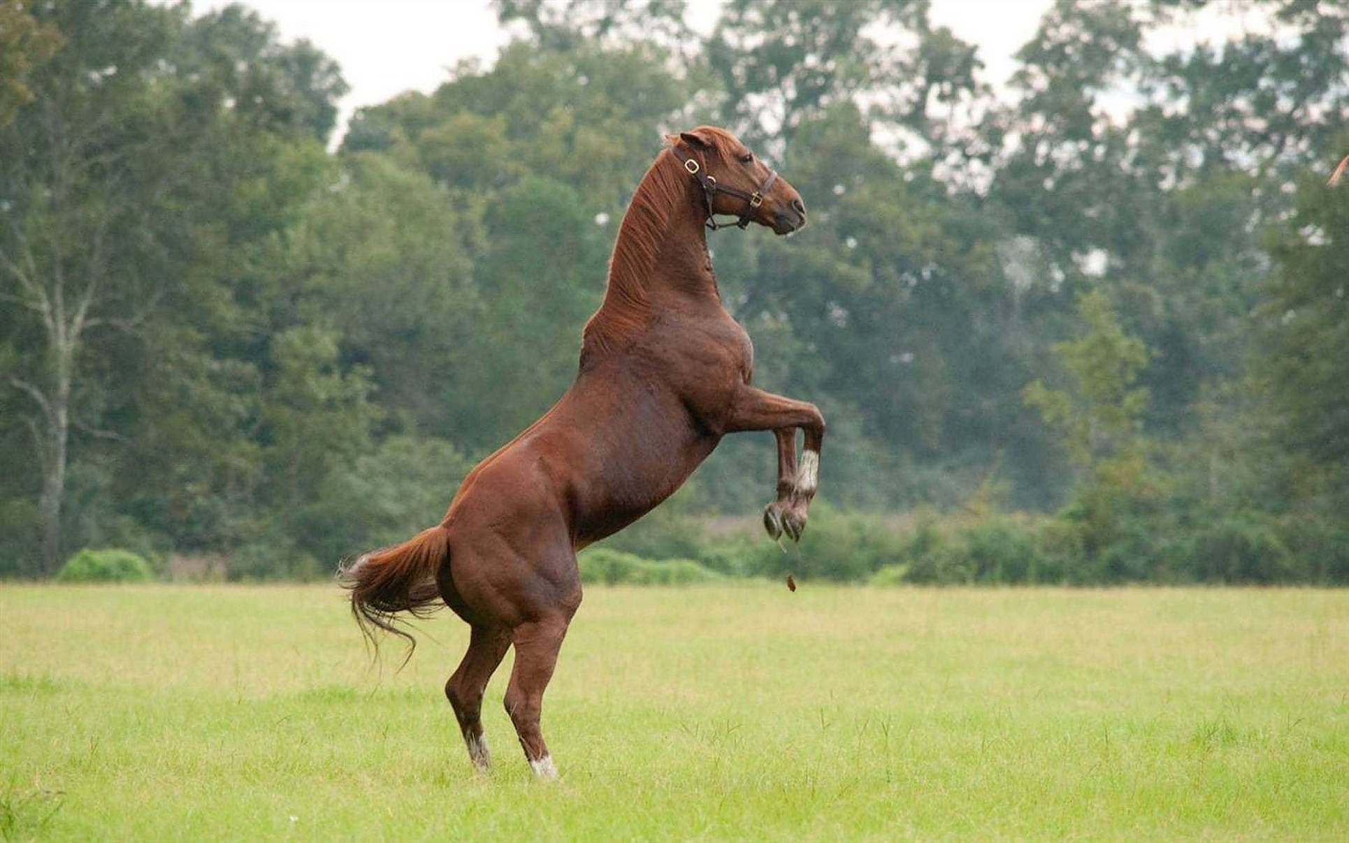 Secretariat, chestnut, lush green field, Full HD Desktop Wallpaper