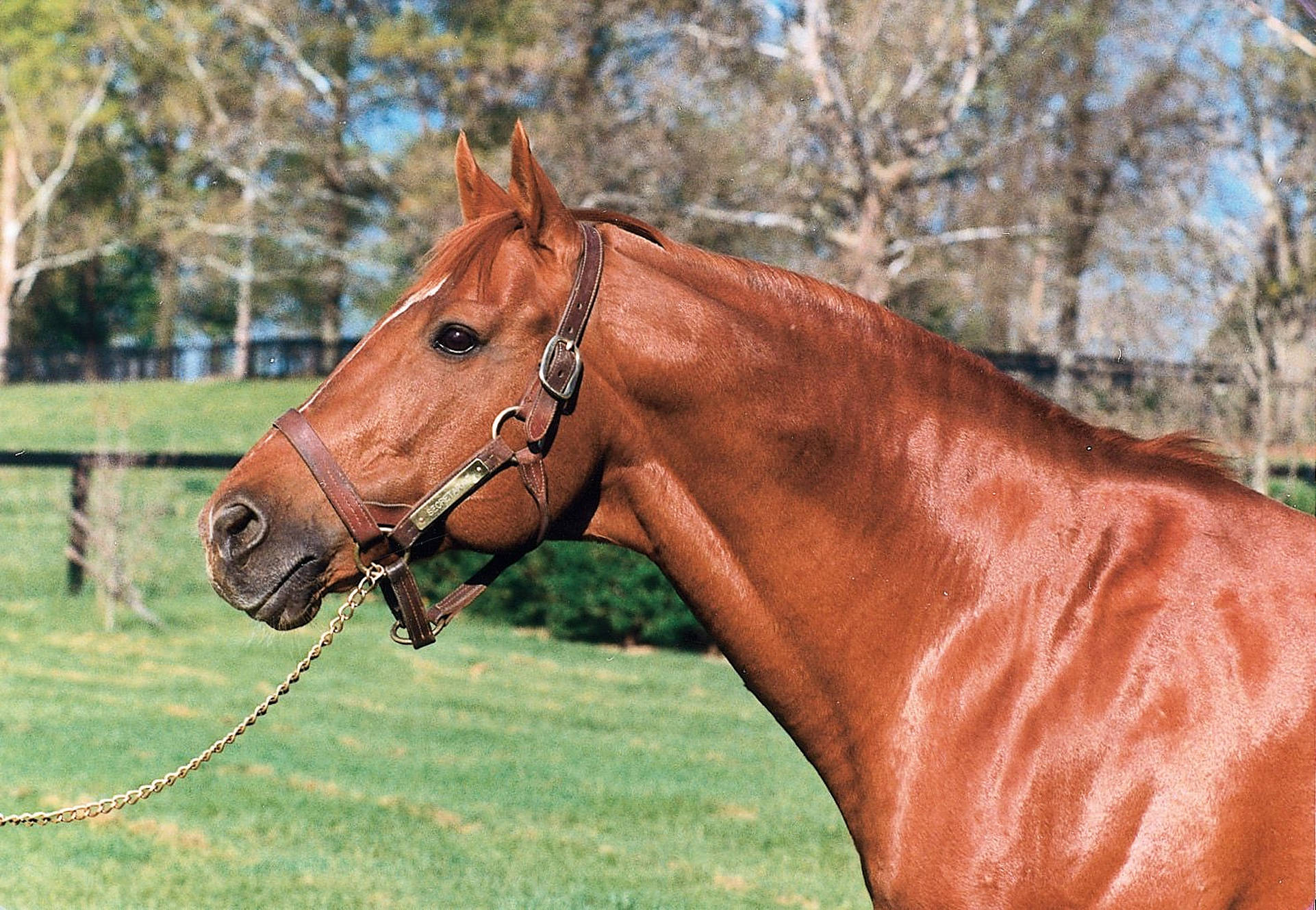 Secretariat, glossy chestnut, bridle, Full HD Desktop Wallpaper