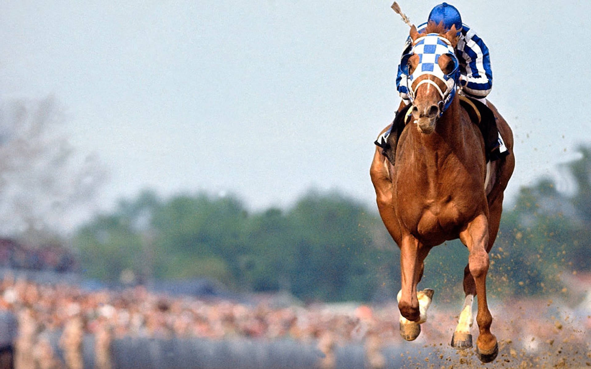 Secretariat, chestnut racehorse, jockey, Full HD Desktop Wallpaper
