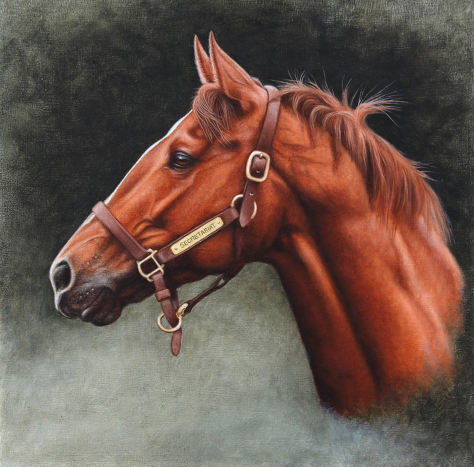 Secretariat, chestnut, bridle, Full HD Desktop Wallpaper