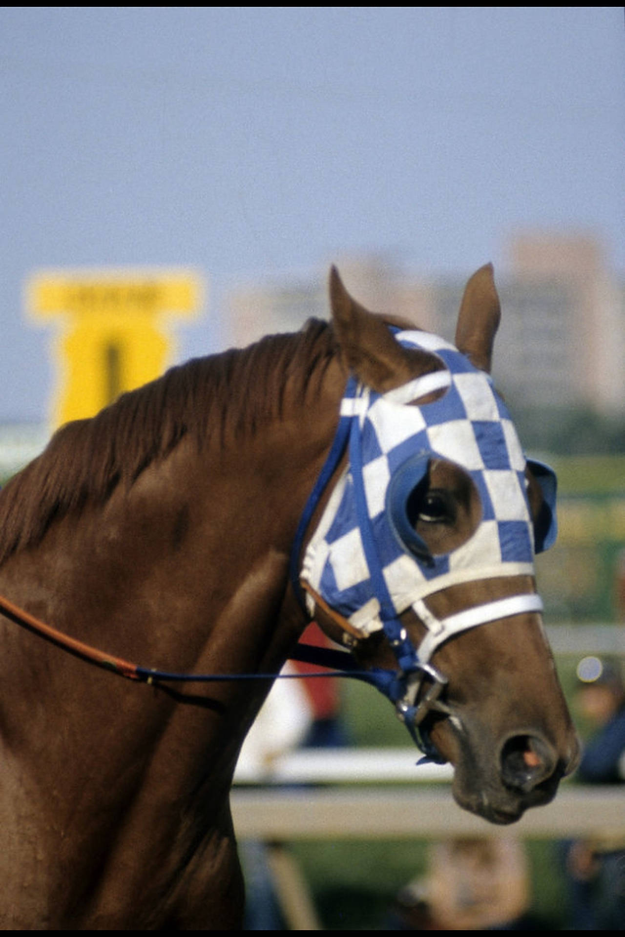 Secretariat, blue and white checkered blinker mask, racetrack, Full HD Phone Wallpaper