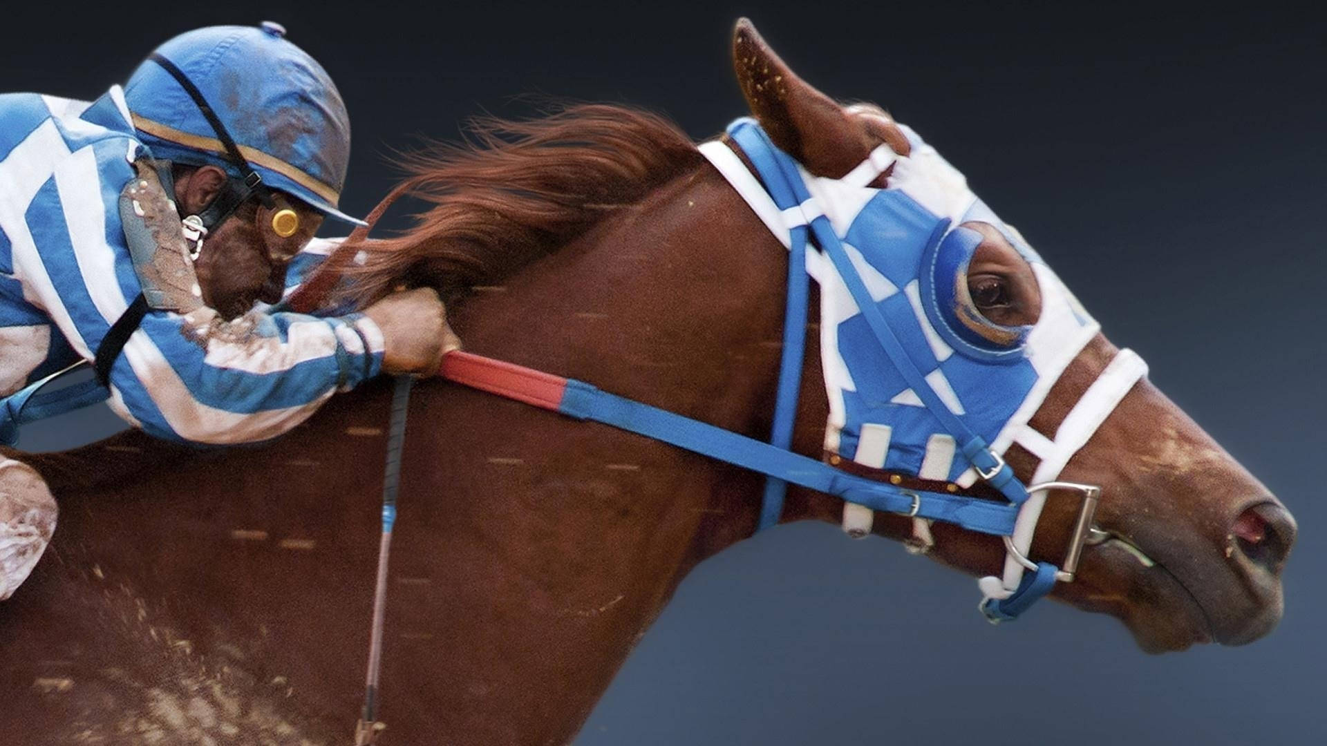 Secretariat, blue and white stripes, brown racehorse, Full HD Desktop Wallpaper
