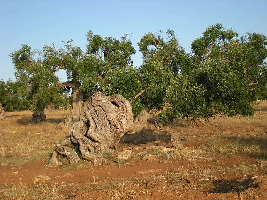 olive tree, secular forest, dry field, SD Desktop Wallpaper