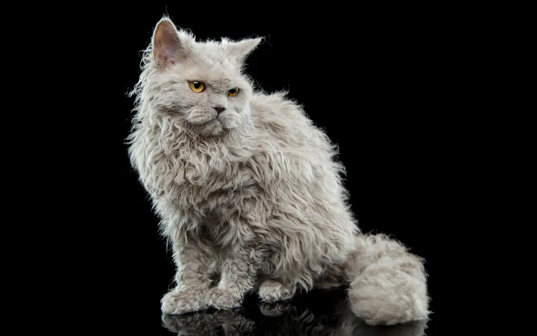 Selkirk Rex