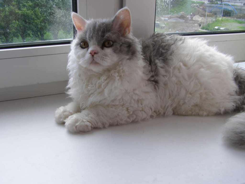 Selkirk Rex, gray and white, big eyes, SD Desktop Wallpaper