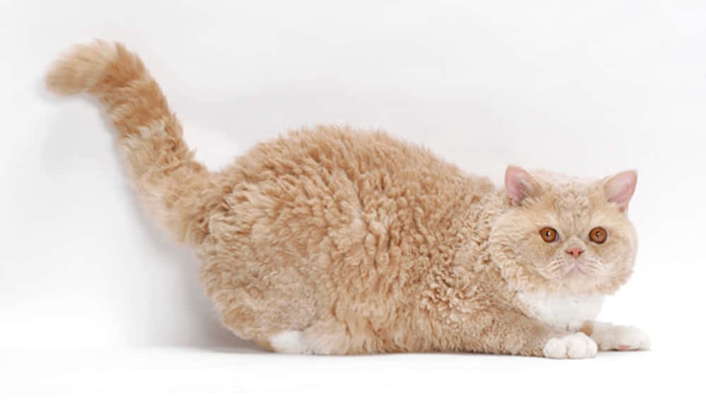 Selkirk Rex, cream-colored, curly-haired, SD Desktop Wallpaper
