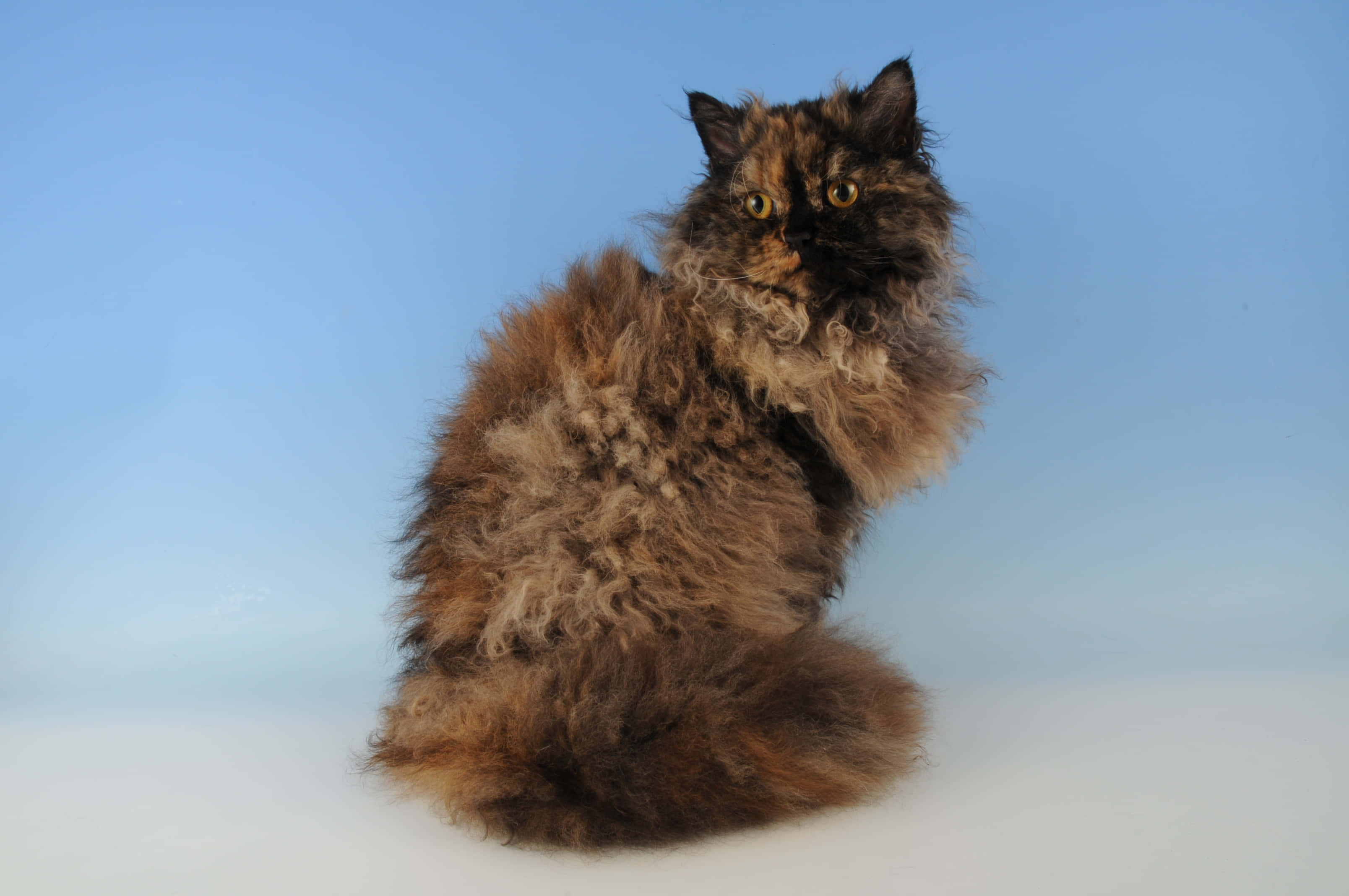 Selkirk Rex, tortoiseshell, curly fur, 2K Desktop Wallpaper